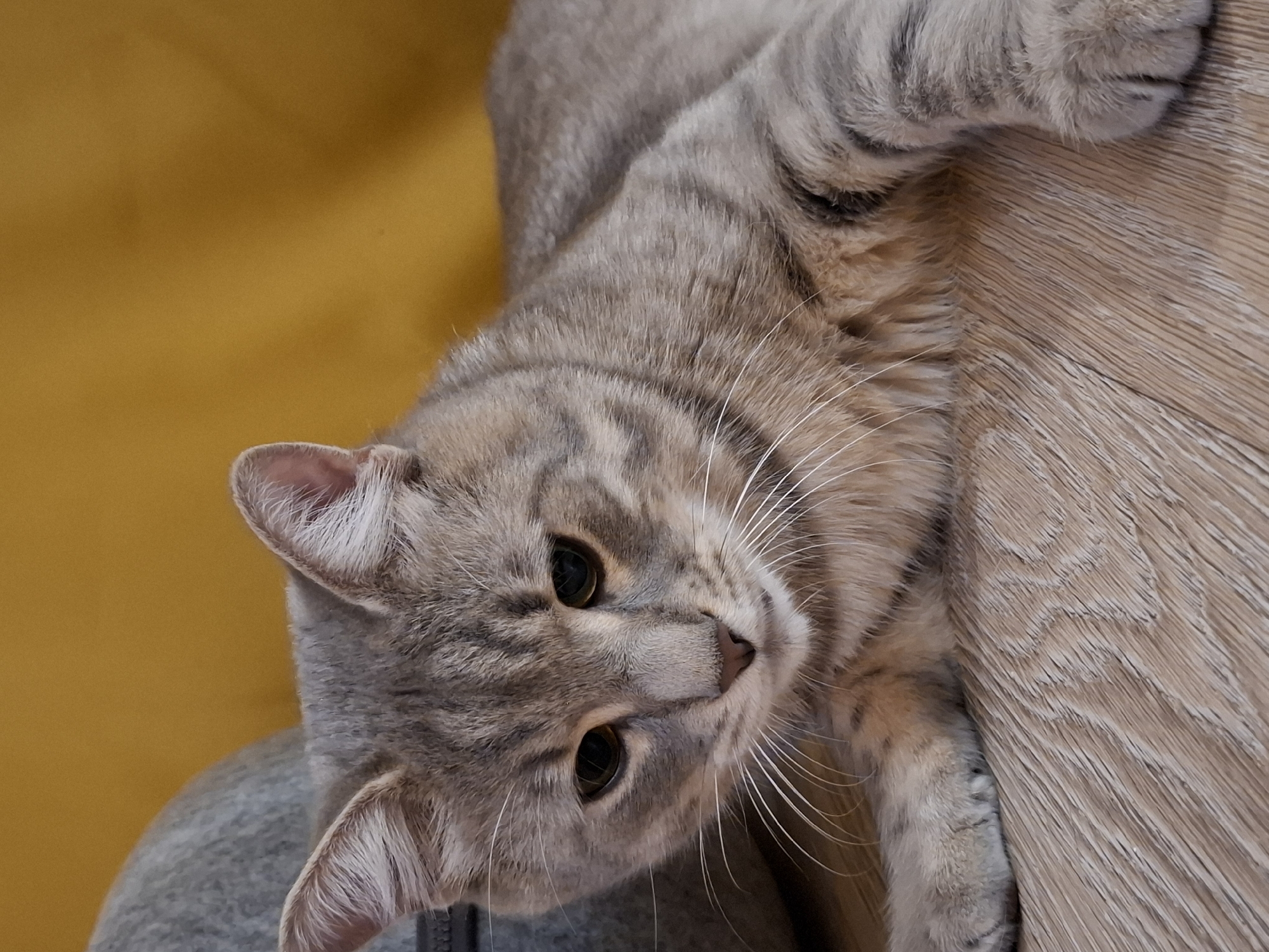 A tabby cat with grey and black stripes is lying on a wooden floor. The cat is looking down with its eyes partially closed. To the left of the cat is a gray bag. Behind the cat is a yellow surface. The image was taken in Zemun Urban Municipality, Serbia.