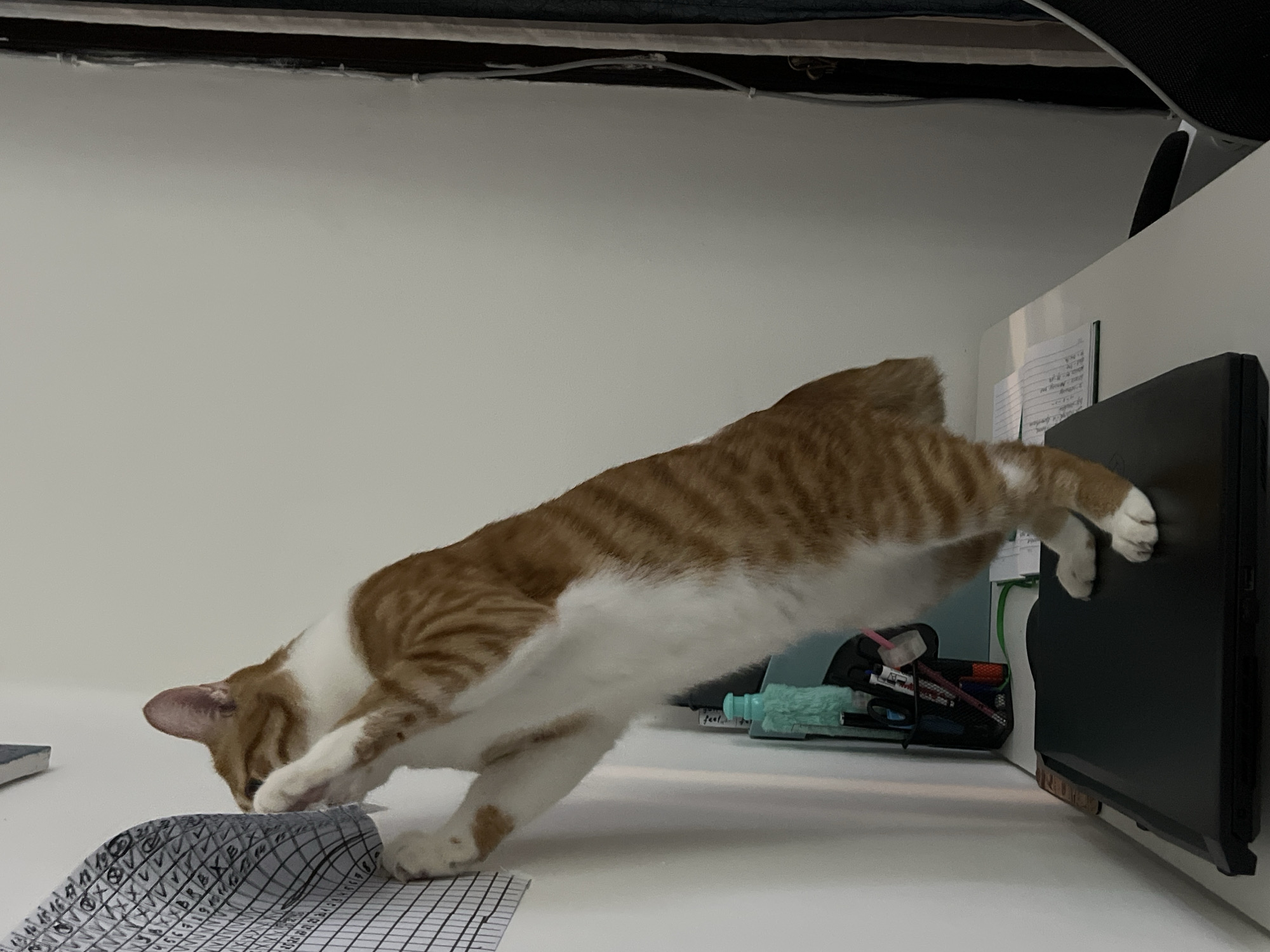 A medium shot depicts a cat with orange and white fur mid-jump across a white desk. Its front paws are on a sheet of grid paper and the edge of a black monitor, respectively. Behind the monitor are office supplies in a black mesh holder and a teal fuzzy object. The background is a light grey wall, and a dark object is visible near the top of the frame. The location is Unknown, Indonesia.