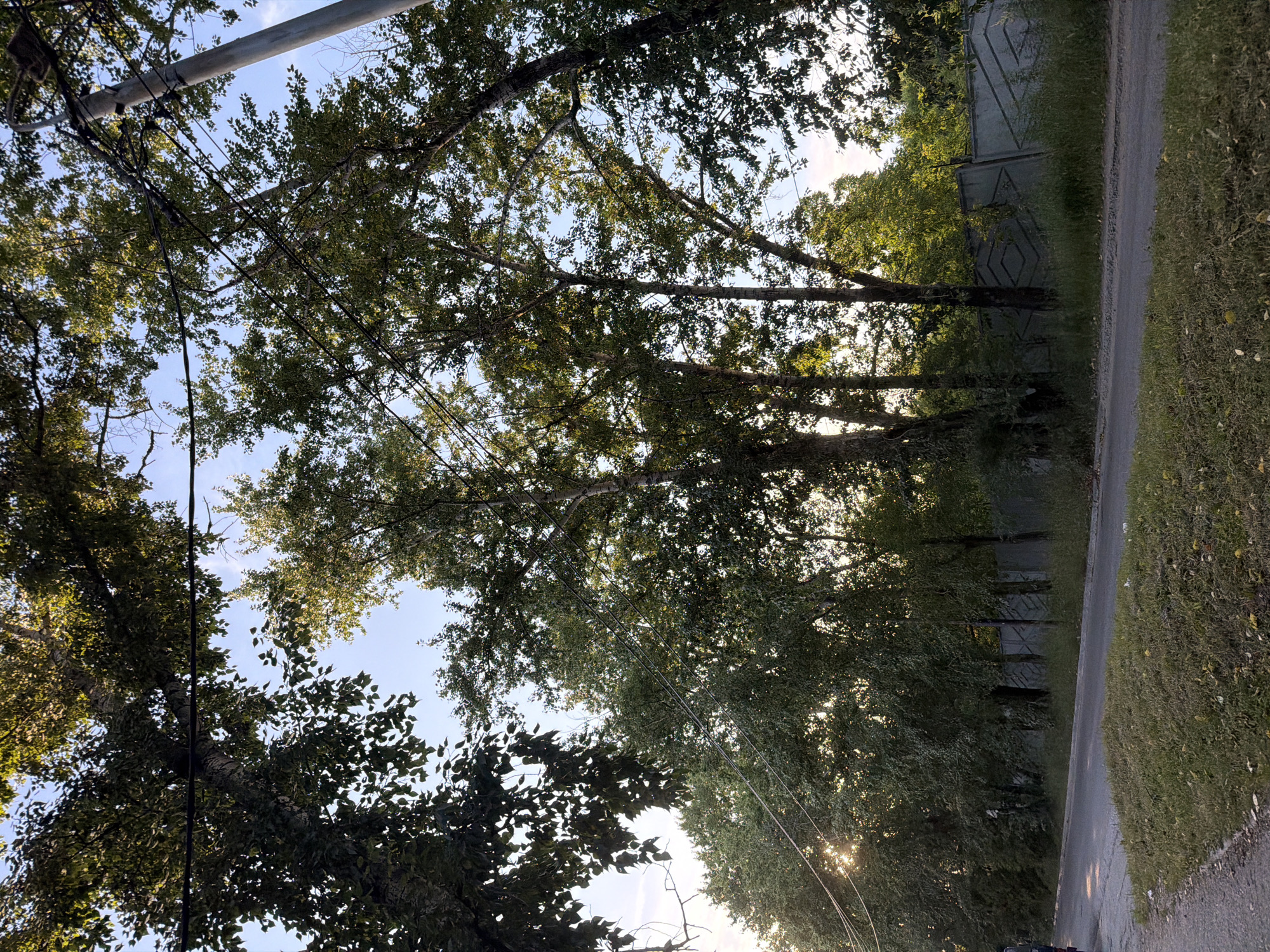 This image captures a street scene in Khabarovsk, Russia, likely during late afternoon given the angle of the sun. The foreground features an asphalt road curving to the left, with a patch of dry, yellowish-green grass on its right edge. A concrete fence with a diamond pattern runs along the right side of the road. Tall trees with green foliage line the street, casting shadows and allowing sunlight to filter through their leaves. Overhead, electrical wires are strung between poles, some of which are visible. The sky is a clear blue with some lighter patches. No people are visible in the scene.