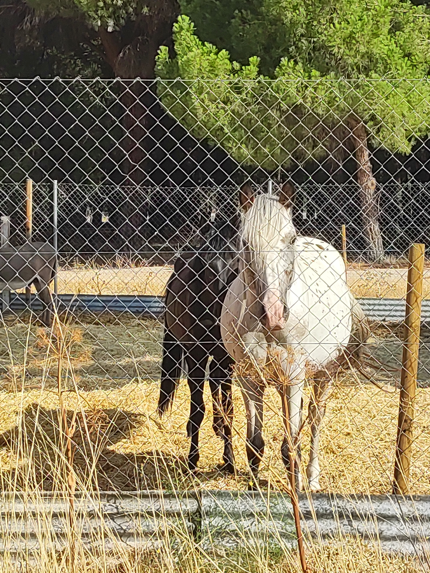 The image shows two horses behind a chain-link fence. One horse is white with a light mane and is spotted. The other horse is dark brown or black. The horses are in an outdoor enclosure with dry, yellow grass covering the ground. In the background, there are trees and some agricultural fencing. The scene appears to be a rural or semi-rural area, consistent with the location of Traspinedo, Spain, which is known for its agricultural landscapes. There are no people visible in the image, and the horses are standing still. The lighting suggests it is daytime, likely with direct sunlight.