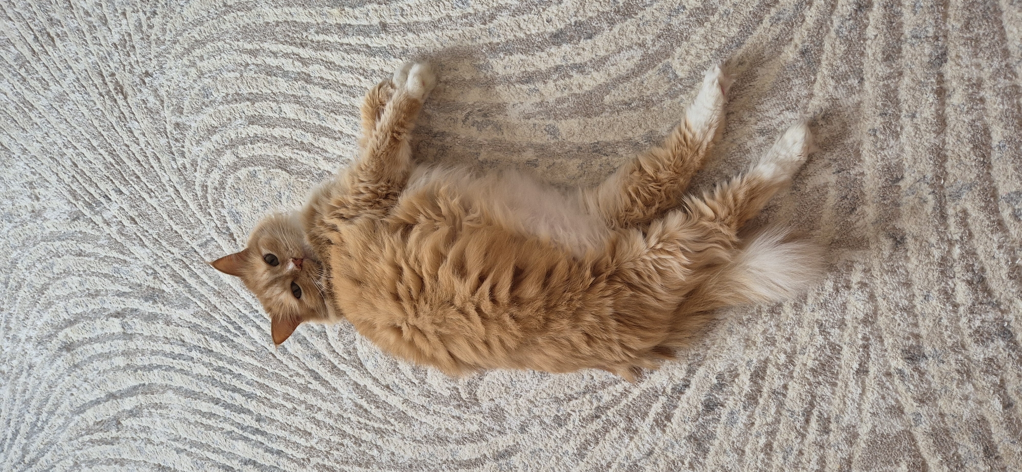 An orange cat lies on its back on a beige patterned rug. The cat has white paws and tail tip. Its head is turned towards the viewer. The location is unknown.