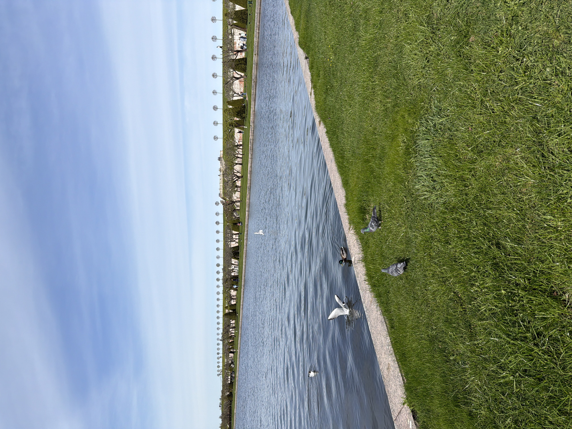 This outdoor image depicts a long canal in the Lower Park of Peterhof, Russia, stretching from the foreground towards the horizon. The canal's water surface reflects the sky. Along the left bank of the canal, a row of trimmed trees and bushes line the edge. On the right bank, green grass extends to the edge of the canal, where several pigeons are present. In the water, multiple gulls and a duck are seen. The sky is a gradient of light blue, with some wispy clouds visible near the horizon.