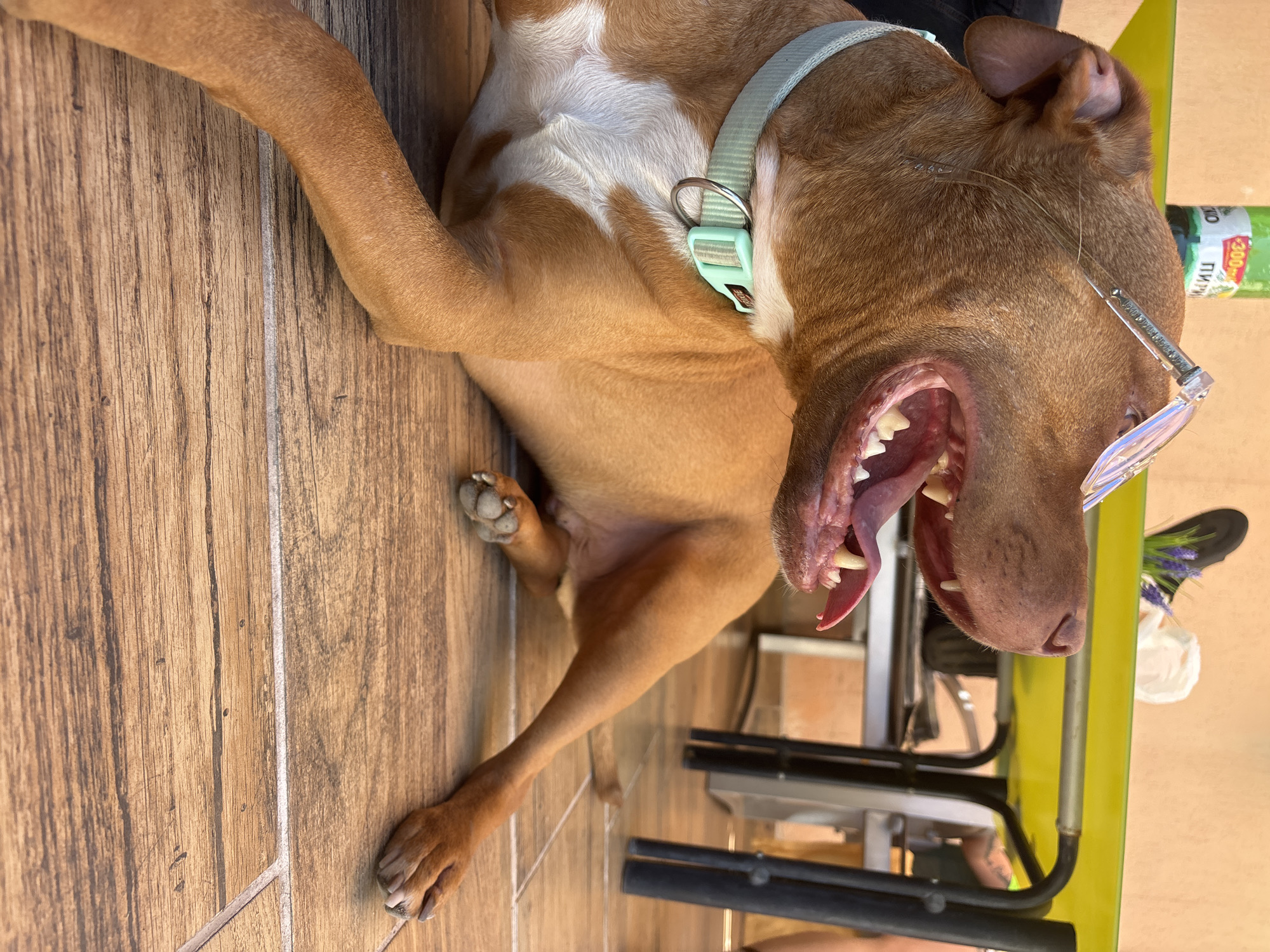 A brown and white short-haired dog with a light blue collar is lying on its back on a brown tiled floor. The dog's mouth is wide open, exposing its teeth and tongue. It appears to be wearing translucent glasses. The dog is resting near a yellow table with metal legs. A bottle with Cyrillic writing is partially visible in the background. The location is unspecified but identified as Lom, Bulgaria.