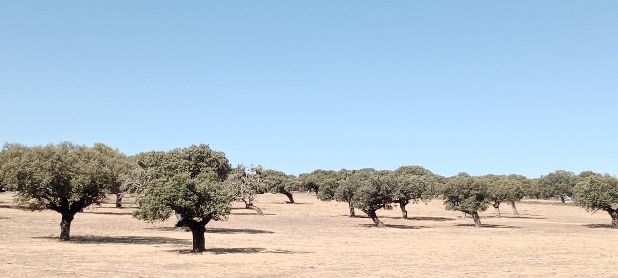 The image depicts an arid landscape with a clear blue sky. In the foreground and midground, numerous deciduous trees, likely Holm oaks (Quercus ilex), are scattered across dry, sandy terrain. These trees are characterized by their gnarled trunks and dense, green foliage, casting shadows on the ground. The environment suggests a Mediterranean climate, possibly a dehesa or pastureland. The scene appears to be a natural or semi-natural environment, with no visible human presence or structures, suggesting a rural or protected area. The lack of distinct landmarks makes precise localization challenging, but similar landscapes are characteristic of the region around Trujillo, Spain.