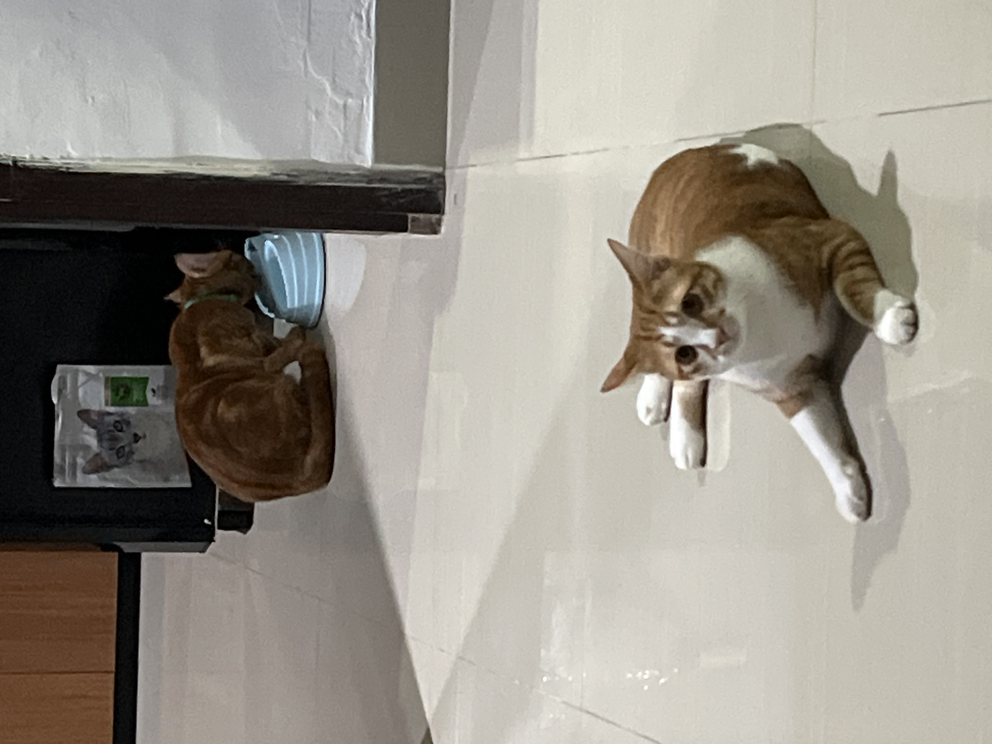 Two orange and white tabby cats are visible. One cat is drinking from a blue cup on a dark wooden shelf, next to a sealed packet of cat food displaying a picture of a gray cat. The other cat is standing on a white tiled wall, its pose suggesting it may be startled or mid-movement. The location is inferred to be Kuta Selatan, Indonesia.