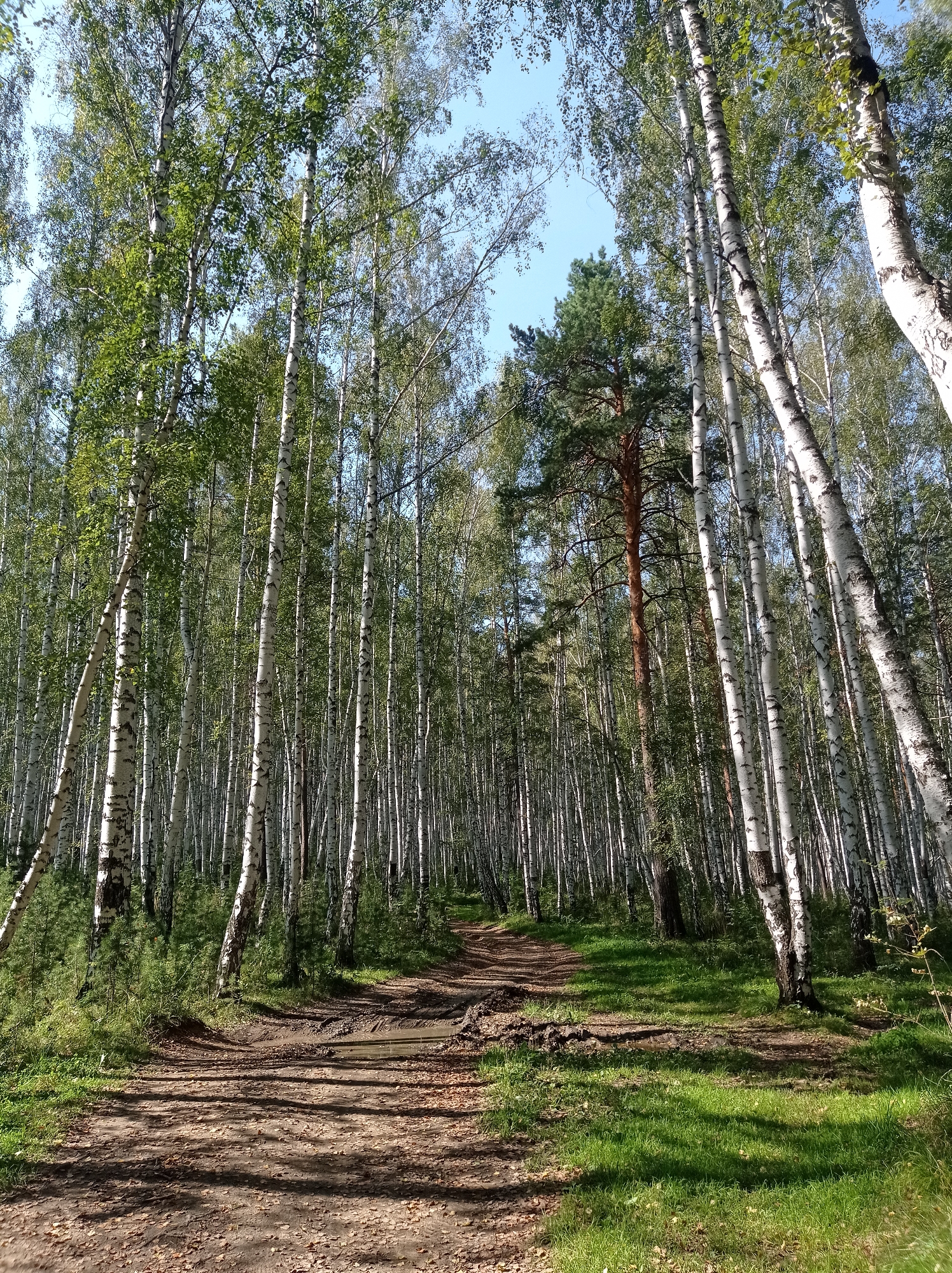 A dirt path winds through a birch forest with a clear blue sky overhead. Sunlight filters through the leaves, casting dappled shadows on the path and the green grass alongside it. The path appears slightly muddy in places, with puddles visible. A tall, solitary pine tree stands out amidst the predominantly white-barked birch trees. The image captures a natural, unmanicured landscape typical of rural or forested areas. No people or animals are visible. This scene is representative of the natural beauty found in the city of Degtyarsk, Russia, which is known for its surrounding forests.