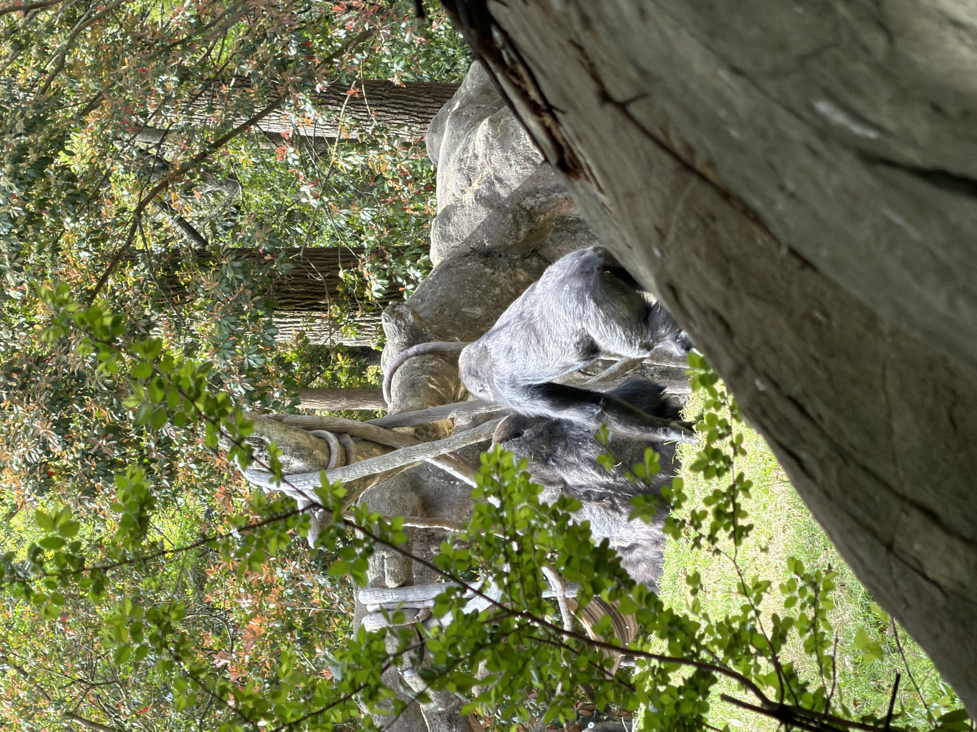 The image shows two gorillas in an enclosure at Zoo Atlanta, located in Atlanta, Georgia, USA. The gorillas are positioned on a constructed rock and rope climbing structure within their habitat. The environment includes lush greenery, with trees and foliage partially obscuring the view of the enclosure. A tree trunk is prominently featured in the foreground, slightly blurring the focus on the animals themselves. The gorillas are interacting with the climbing structure, with one positioned higher up and the other closer to the ground.