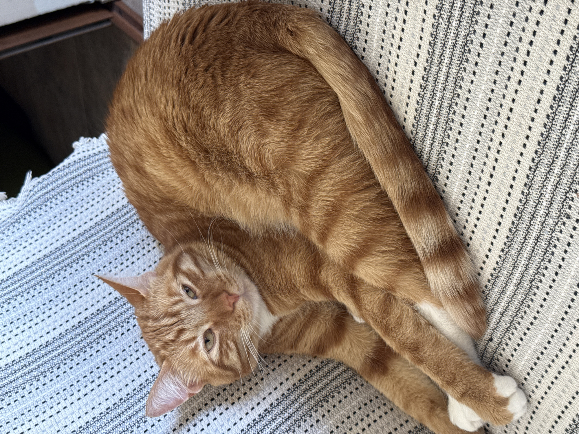 An orange tabby cat is lying curled up on a patterned cushion. The cat has green eyes and white paws. The cushion has a woven texture with black and white stripes and geometric patterns. The background is slightly blurred, showing a dark wooden surface. The scene appears to be indoors. There is no information about the location in Vratsa, Bulgaria.