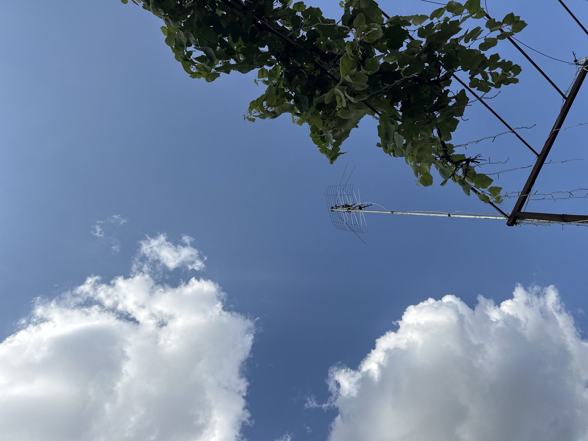 The image shows a clear blue sky with scattered white clouds. In the foreground, on the right side of the frame, is a dense cluster of green leaves from a tree or vine. To the left, a tall, silver television antenna stands against the sky. The antenna has multiple horizontal elements and a vertical mast. Below the antenna and to the right, a metal structure, possibly a trellis or support for the vine, is visible, with some thin wires or strings hanging from it. The perspective is from below, looking upwards. There are no people or animals in the image. The scene appears to be outdoors, likely in a residential area given the presence of the antenna and the vine. No specific landmarks or details definitively place the image in Yessentuki, Russia.