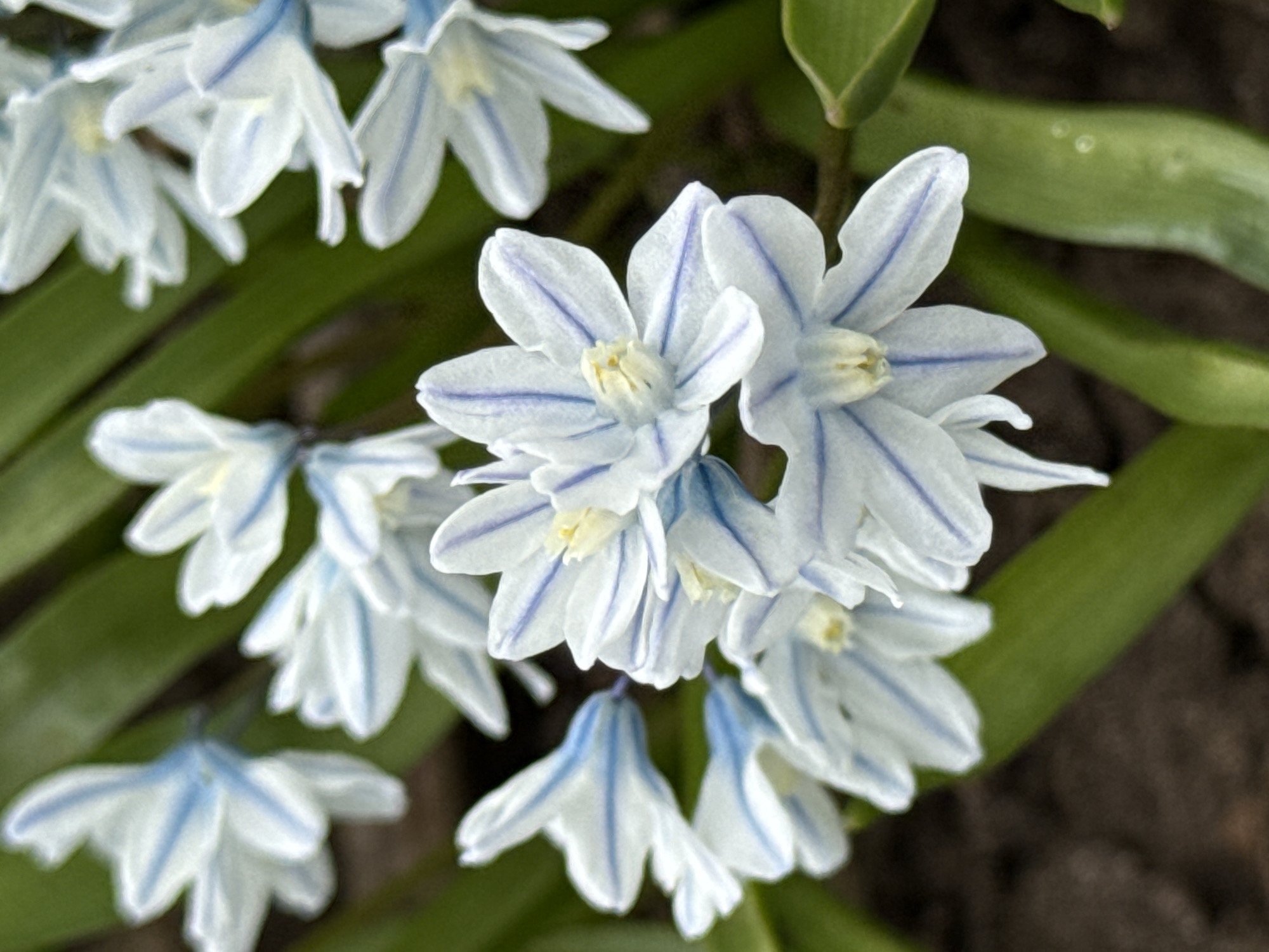 The image depicts a cluster of Puschkinia scilloides flowers, commonly known as striped squill, in bloom. These small, perennial flowers feature white petals adorned with pale blue stripes and a yellow center. The blossoms are surrounded by elongated green leaves, suggesting a garden or natural setting. The background includes both greenery and a patch of dark soil. The location of Прикамский, Russia, is based on image context.