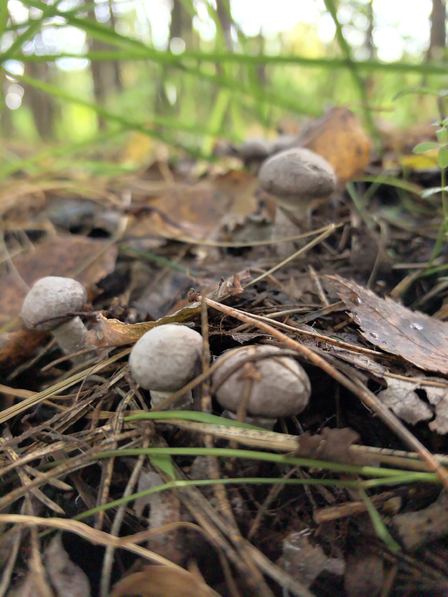 The image shows a close-up, low-angle view of several small, pale mushrooms growing among dry leaves, pine needles, and green grass on the forest floor. The mushrooms have round caps and short stems. The background is blurred, showing a dappled green and white light filtering through trees, suggesting a wooded area. The scene is indicative of a natural environment, potentially a forest or park. There are no people or animals visible in the image.