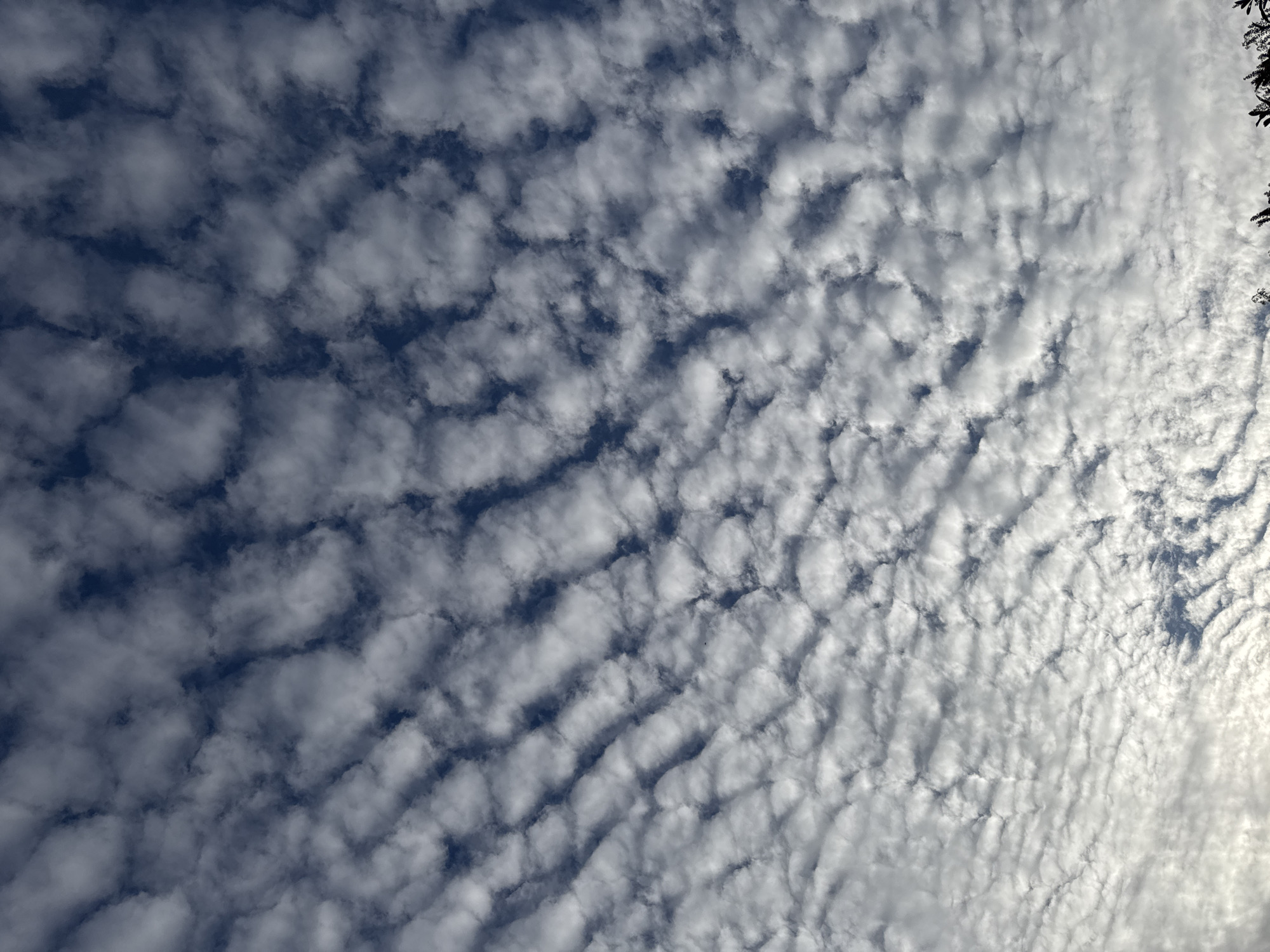 The image shows a sky filled with altocumulus clouds. The clouds are small, puffy, and arranged in rows or sheets, giving the sky a rippled or textured appearance. Patches of blue sky are visible between the clouds. Some tree branches are in the upper right. The photograph was taken in the city of Orsay, France. There are no people or actions visible in this image.