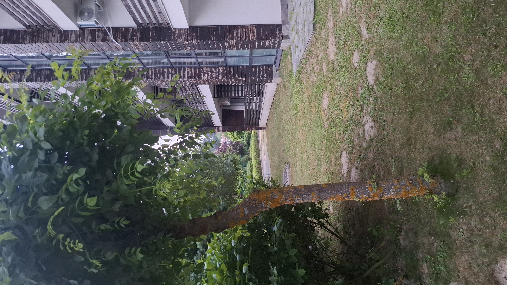 This image depicts an outdoor scene in Razlog, Bulgaria, featuring a modern building with a dark, textured facade and horizontal wooden or metal accents. Adjacent to the building is a green lawn with some patchy areas and scattered dirt mounds. A paved pathway runs alongside the lawn.
In the foreground, a tree with a rough, gray trunk covered in vibrant orange lichen is prominently featured. Its branches, laden with lush green leaves, arch over the scene. The tree appears to be leaning. Behind the tree, more dense green foliage can be seen, suggesting a garden or wooded area.
The building has multiple levels with balconies or walkways, featuring large glass windows. An outdoor air conditioning unit is visible mounted on the exterior wall. The overall impression is one of a residential or commercial property surrounded by nature.
The lighting suggests it is daytime, likely overcast or late afternoon due to the diffused light. There are no people visible in the image. The scene appears tranquil and quiet. The location is identified as Razlog, Bulgaria. No text is visible in the image.