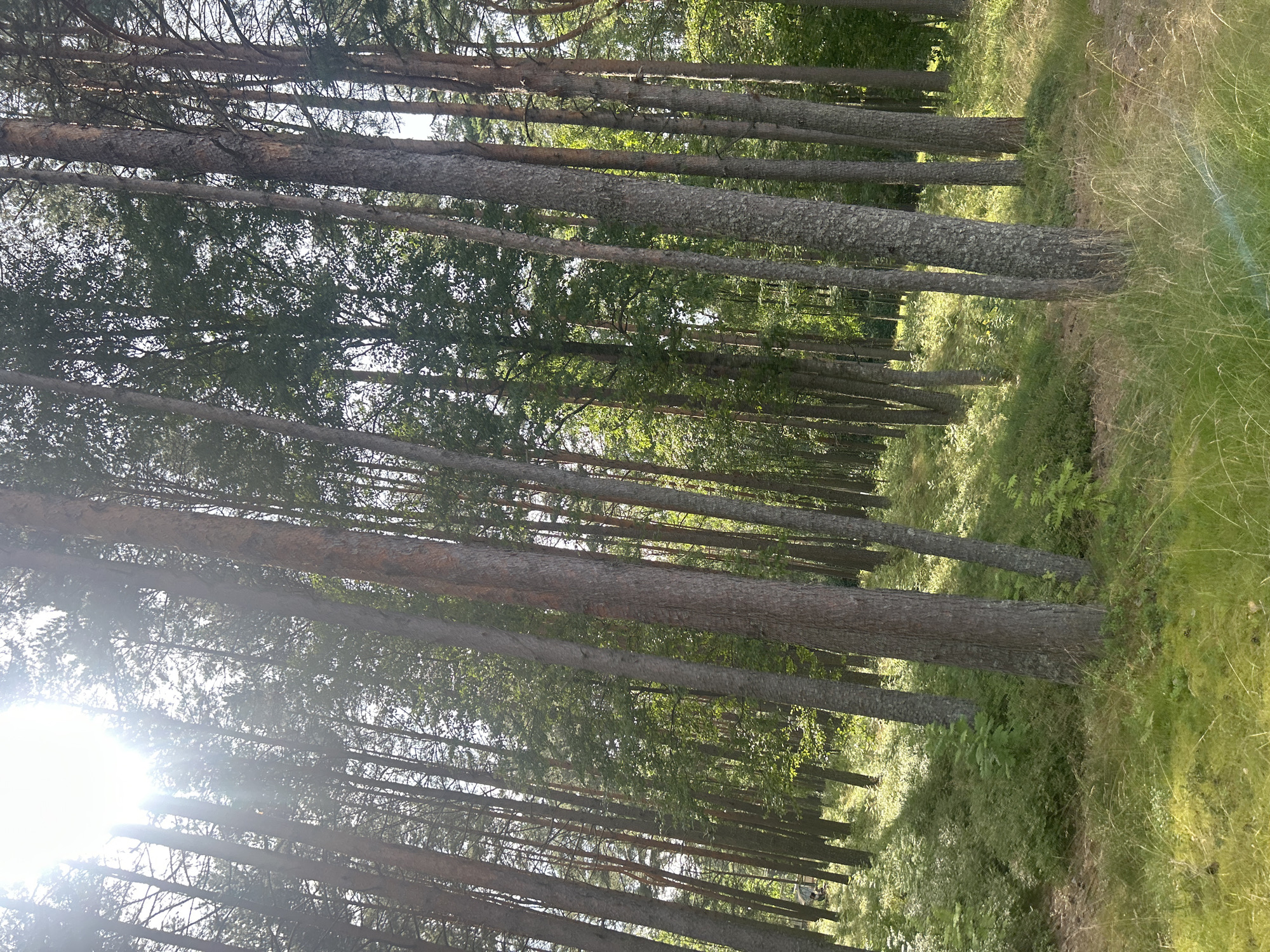 This is a photograph of a dense forest with tall, slender pine trees. Sunlight filters through the branches, creating dappled light and shadows on the forest floor. The ground is covered with lush green undergrowth, including ferns and moss. In the distance, the trees continue to form a thick canopy. The scene appears to be located in a natural, undeveloped area, likely a park or a nature reserve. The photograph captures the serene and tranquil atmosphere of a forest on a sunny day.