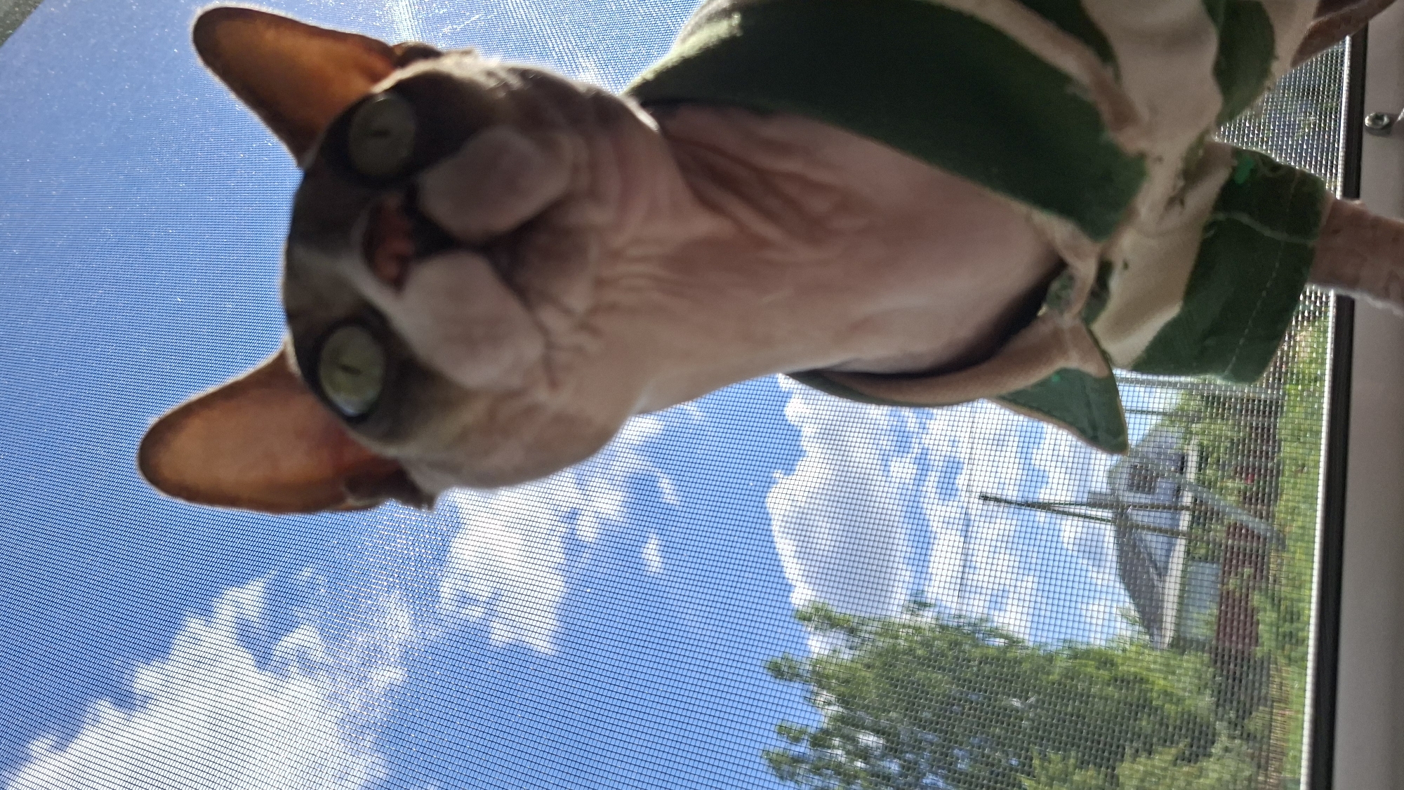 The image shows a sphynx cat wearing a green and white striped shirt, looking upwards from a windowsill. The cat's head and upper body are in focus, with its distinctive large ears and green eyes clearly visible. The background is out of focus, showing a blue sky with white clouds, trees, and the roof of a house. The cat appears to be indoors, looking out through a window screen. The scene is set in Забалоцкі сельскі Савет, Belarus.