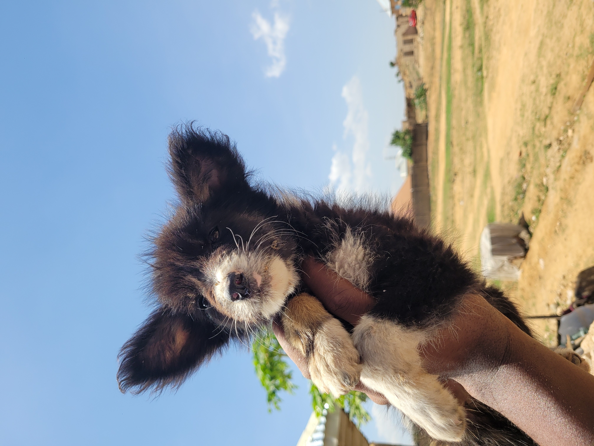 A person is holding a black and white puppy outdoors. The sky is blue with some clouds. In the background, there is a field, buildings, and a fence, suggesting a somewhat urban or suburban location. Based on visual clues, the location is likely Barakin Akawo, Nigeria. The focus of the image is the puppy, which is being held up against the sky.