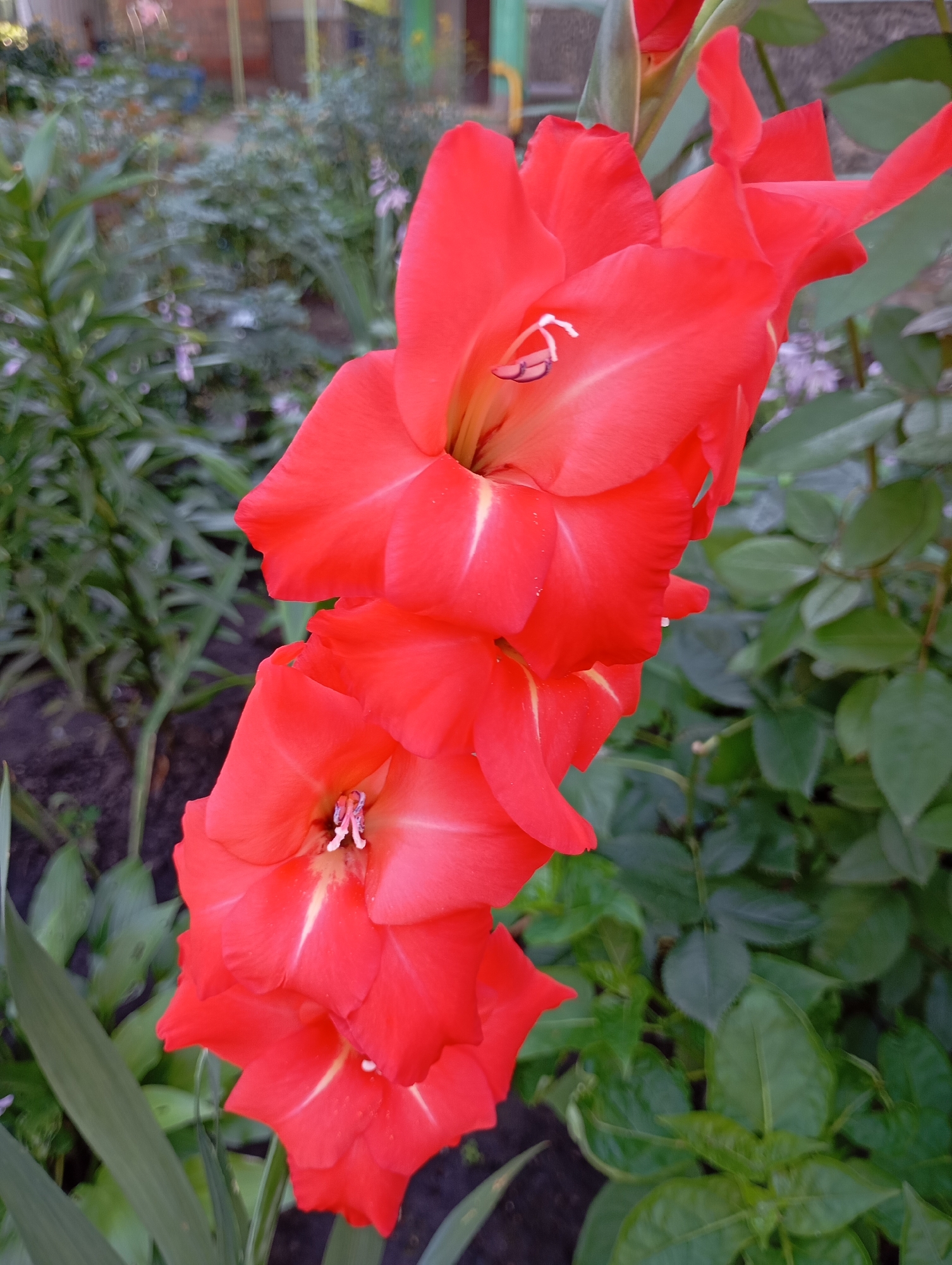 A close-up, vertical, outdoor shot features a cluster of vibrant red gladiolus flowers in full bloom. The flowers are dominant in the foreground, with their petals sharply defined and a yellow-white stripe running down the center of each. The background is softly blurred, showing green foliage and hints of a brick-colored wall or building, suggesting a garden setting. The lighting appears to be natural daylight. No people or animals are visible.