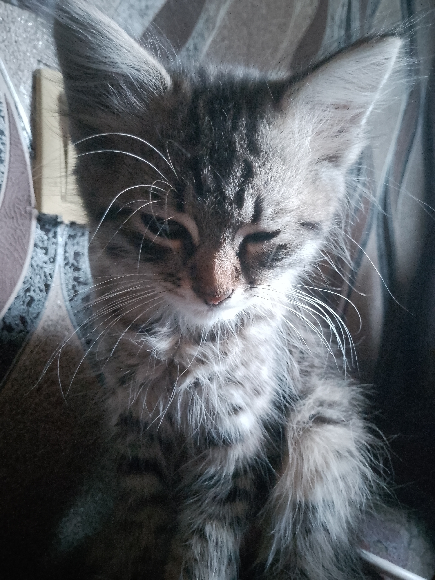 A close-up, eye-level shot captures a fluffy tabby kitten with its eyes partially closed. The kitten's fur is a mix of grey, black, and white, with distinct tabby markings on its face and body. Its large, pointed ears stand out, and long, white whiskers fan out from its muzzle. The kitten appears to be resting or dozing, with a serene expression.
The background is softly blurred, suggesting a shallow depth of field. Hints of a patterned surface, possibly upholstery or a rug, are visible behind the kitten. The lighting appears to be natural, casting soft shadows and highlighting the texture of the kitten's fur. The overall mood is peaceful and intimate, focusing on the gentle nature of the young animal. There is no visible text in the image.