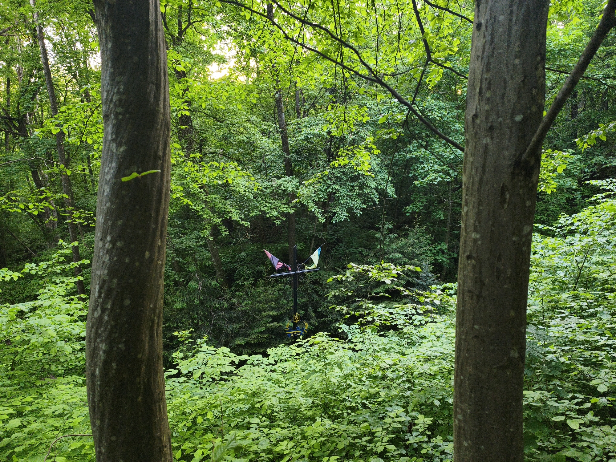 The image depicts a wooded area, possibly a forest or park, in Kopychyntsi, Ukraine. Two tree trunks frame the central view, which focuses on a metal cross adorned with two flags, one pink/red and black, the other yellow and green, and blue and yellow Ukrainian emblems at its base. The cross is situated among dense green foliage of varying heights, indicating a mixed undergrowth and canopy. The lighting suggests it is daytime, with sunlight filtering through the trees. No people or animals are visible. The scene conveys a sense of nature and tranquility, with a potential element of memorial or cultural significance implied by the cross and flags.