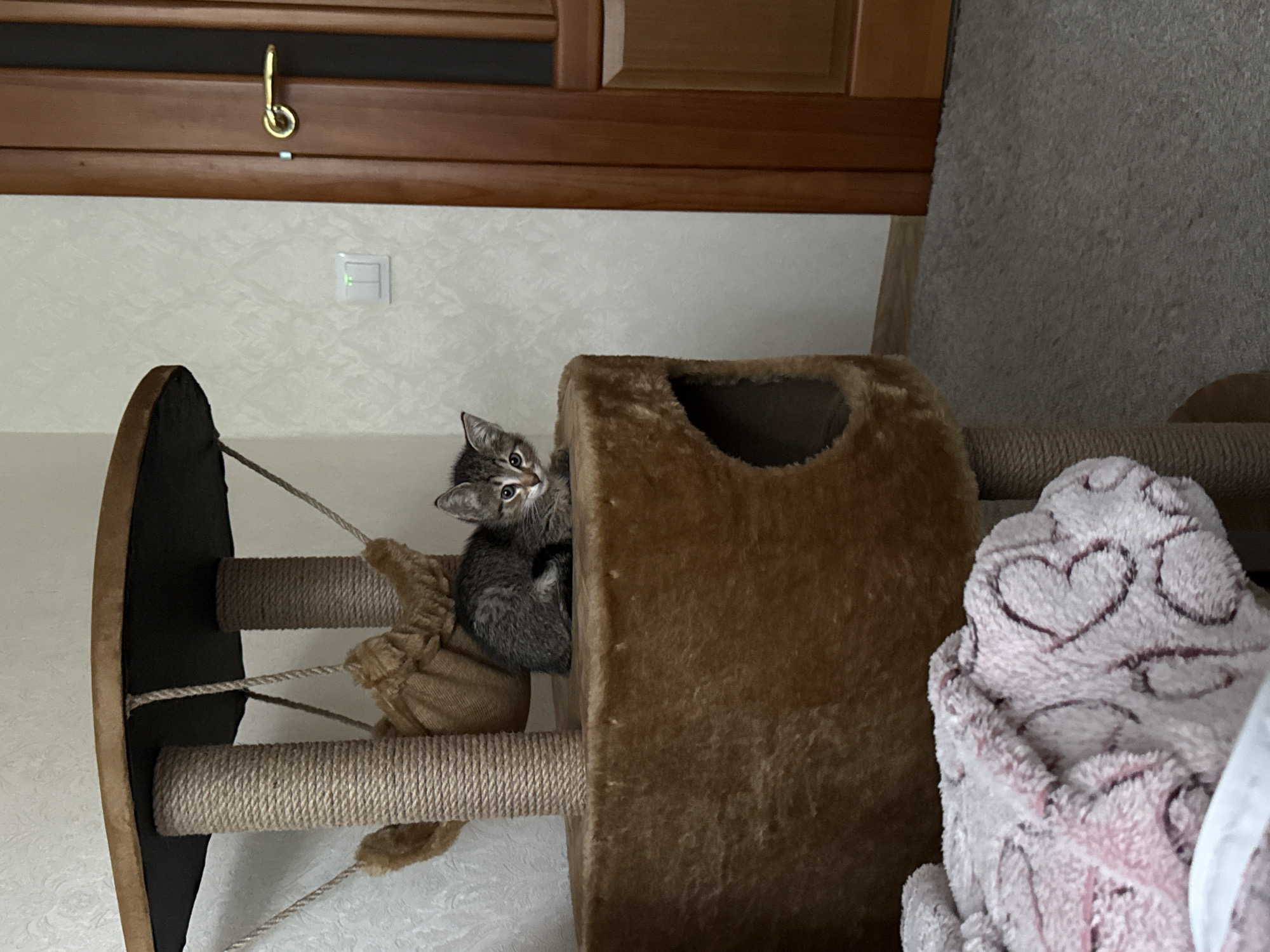 A small, grey tabby kitten with striped fur is the central subject, positioned on a multi-level cat tree. The kitten is peeking out from an opening or platform on the brown, fuzzy cat tree, looking upwards and slightly to the left with wide, curious eyes. The cat tree features scratching posts wrapped in rope and has a dark opening on its top level.
To the right of the cat tree, a plush, pink blanket with embossed heart patterns is partially visible. In the background, a light-colored wall with a subtle pattern is visible, along with a white light switch that has a small green indicator light. Above the wall, a wooden cabinet or shelf, possibly in a kitchen or living area, is seen, featuring a golden hook or handle. The setting is indoors, and no visible text is present. The time of day is not discernible.
