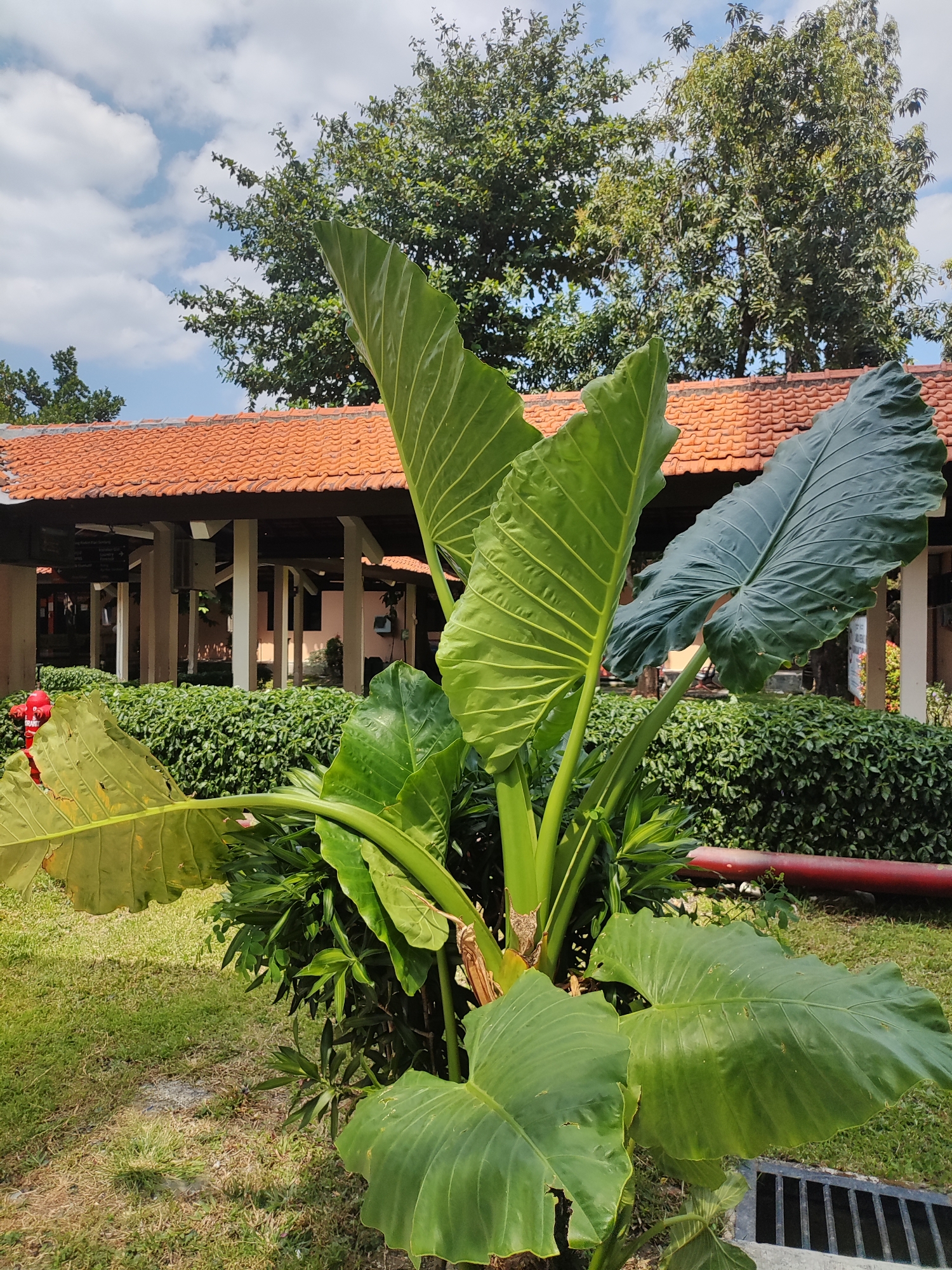 In Cirebon, Indonesia, a large elephant ear plant with prominent, veined green leaves dominates the foreground of a sunlit outdoor scene. Behind the plant, a building with a terracotta tiled roof and a shaded walkway supported by pillars is visible. Lush green manicured bushes line the pathway. A red fire hydrant stands to the left of the bushes. The ground is covered in patchy green grass, and a section of a black grate, likely a drainage cover, is visible in the lower right corner. The sky above is blue with scattered white clouds. The overall impression is one of a well-maintained outdoor area, possibly a park or communal space, on a bright day.