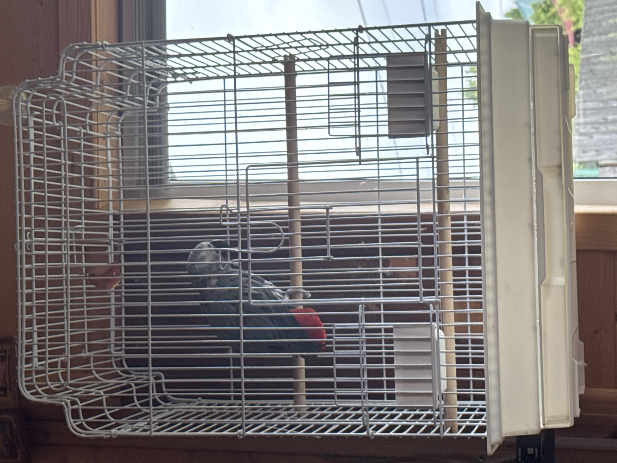 An African Grey Parrot is perched inside a white metal birdcage, which is hanging against a wooden wall. The parrot is mostly gray with a red tail feather visible. The cage has a beige plastic tray at the bottom. Through the bars of the cage, a window with a view of the sky and some greenery can be seen. The image appears to have been taken indoors, possibly in a residential setting. No specific location within Подолино Ст, Russia, can be determined from the visual information provided.