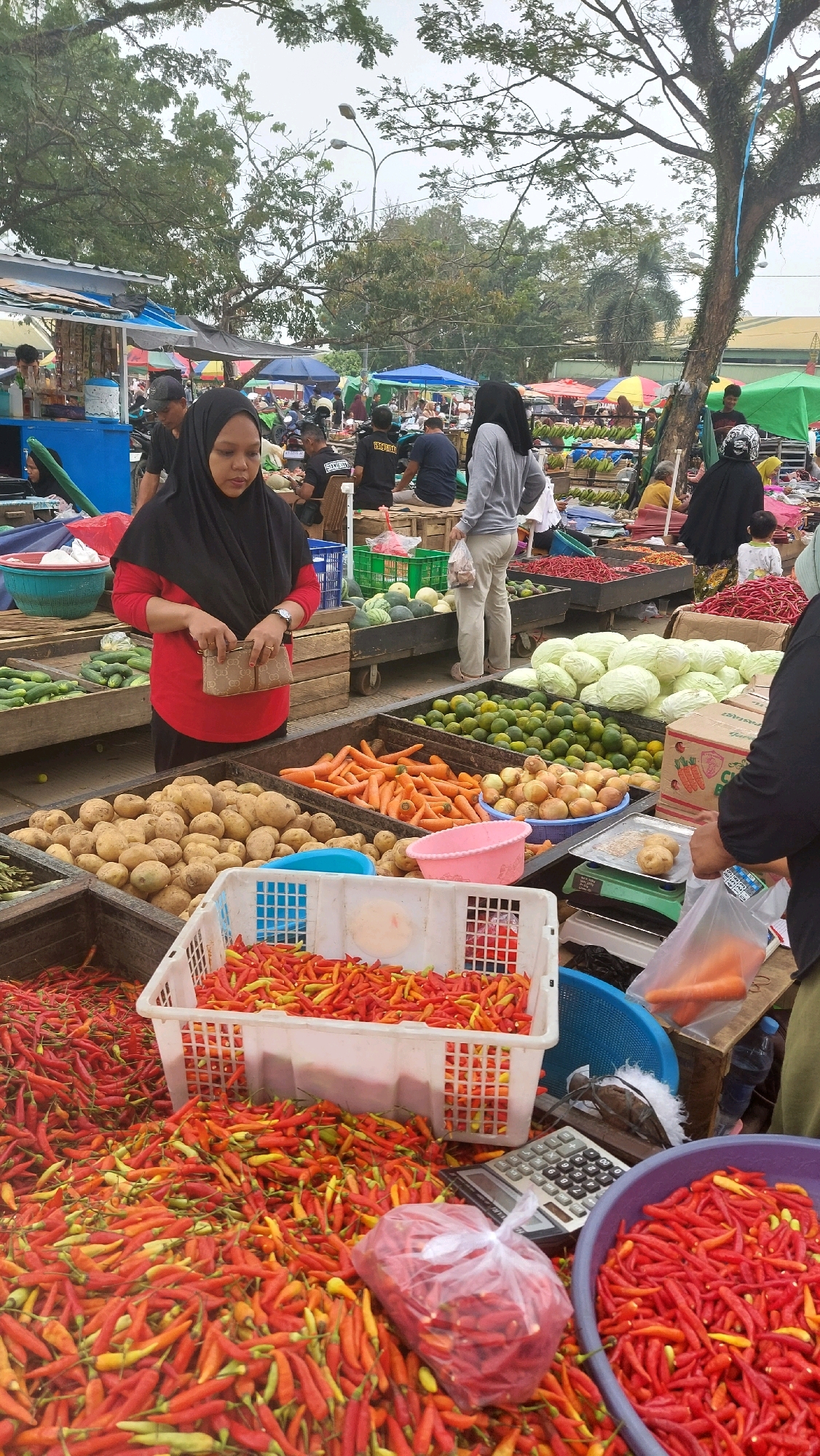 An outdoor market in Sungai Bedungun, Indonesia, is captured in this image, showcasing a vibrant display of fresh produce and engaged shoppers. The scene is dominated by stalls piled high with a variety of vegetables. In the foreground, a large quantity of red and yellow chili peppers are displayed in a white plastic crate and spread across the ground. To the left, cucumbers are neatly arranged in a wooden bin. Adjacent to the chilies are piles of potatoes and carrots, also presented in wooden crates. Further back, green limes and large heads of cabbage are visible. The market is bustling with activity; several individuals, both men and women, are browsing the goods and interacting with vendors. Many of the women are wearing headscarves. The environment appears to be an overcast day, with trees providing a canopy over parts of the market. The presence of various tents and temporary structures suggests a typical market setting.