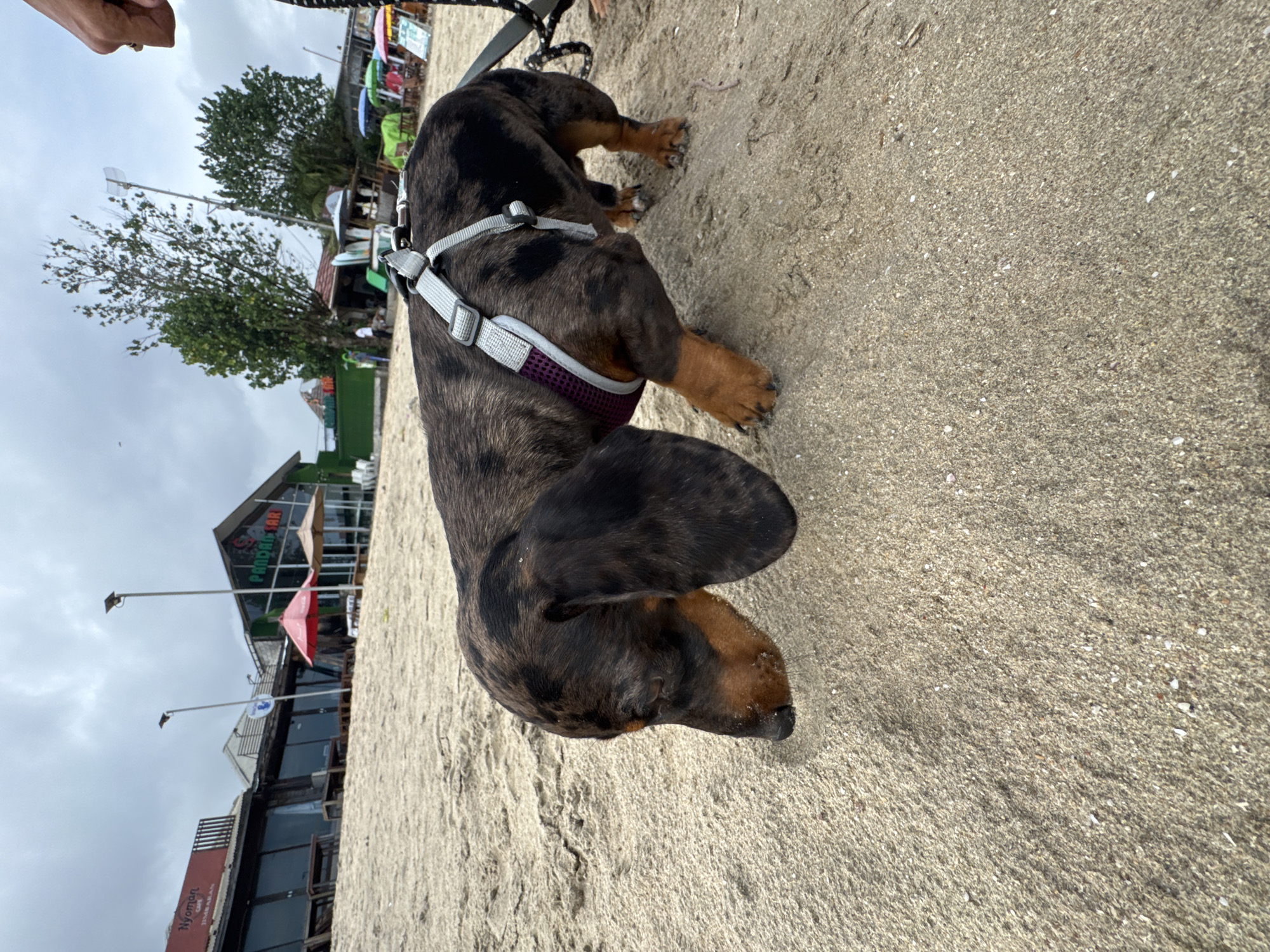 An overhead view captures a dapple dachshund dog walking on a sandy beach in Kuta Selatan, Indonesia, under an overcast sky. The dog, the central subject, wears a grey and purple harness and faces away from the camera, looking towards the right. A person's hand, likely holding the dog's leash, is partially visible in the upper left corner.
The ground is a light beige sand, showing fine grains and occasional small shell fragments. In the background, a series of low-rise buildings line the beach, appearing to be cafes or shops. Text on one building clearly reads "PRAHBAR" in green lettering, while another building displays "NYOMAN CAFE" and "WARUNG MAKAN," which translates to 'eating stall' in Indonesian, confirming the local setting. Several brightly colored beach umbrellas are visible near these establishments. Lush green trees are scattered amongst the buildings, and tall poles with lights or signs punctuate the scene. The sky is a uniform light gray, suggesting a cloudy day or a time of day with no direct sun, such as early morning or late afternoon. The overall scene depicts a calm, casual outing with a dog at a beachside location.