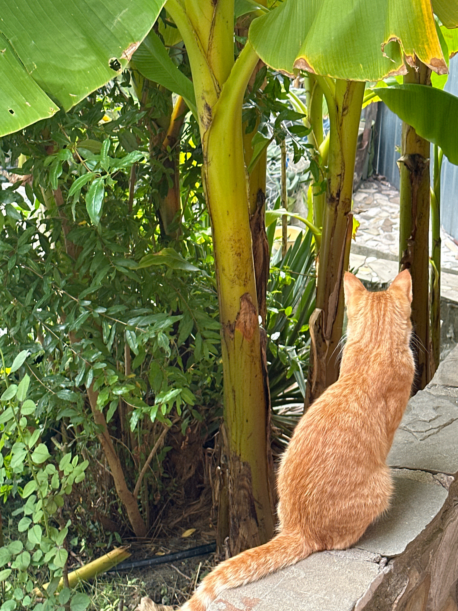 An orange tabby cat is sitting on a stone ledge, facing away from the camera and looking towards a cluster of banana trees. The cat has short fur and a bushy tail. The banana trees are lush and green, with large leaves. In the background, there is a stone pathway and a grey fence. The scene appears to be an outdoor setting, possibly a garden or yard in Lermontovo, Russia. The lighting suggests it is daytime.