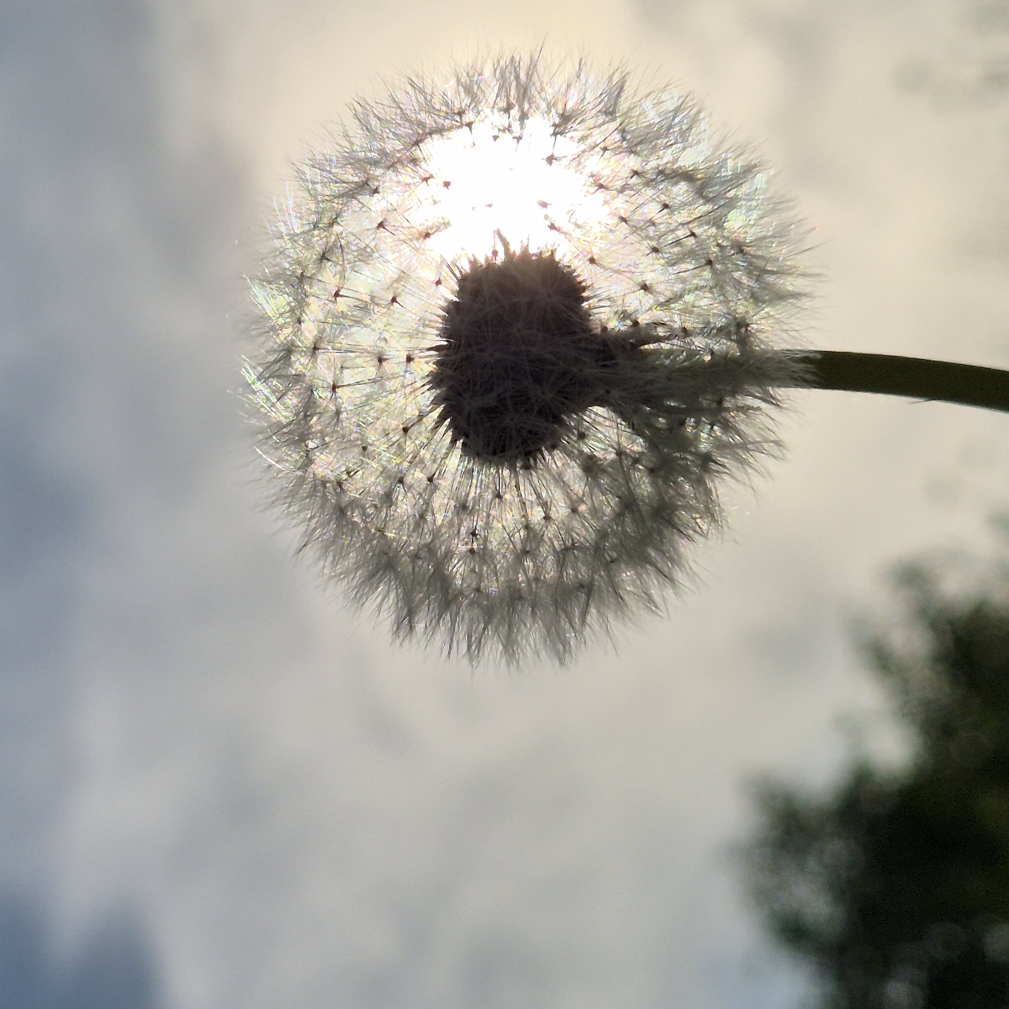 An upward-angled close-up shot captures a dandelion seed head silhouetted against the bright sun. The dandelion, centrally positioned, dominates the frame with its spherical shape and delicate, feathery pappus, which glows brightly as sunlight filters through it. The sun itself is partially obscured by the dandelion, creating a radiant halo and intense backlight that highlights the intricate structure of the seed head. The individual seeds and their fine, parachute-like bristles appear iridescent, catching and refracting light.
The base of the dandelion head and a portion of its stem, visible on the upper right, are dark in shadow due to the strong backlighting. The background consists of a bright, slightly diffused sky with soft clouds, creating a serene and ethereal atmosphere. In the lower right corner, out-of-focus dark green shapes, likely foliage or trees, provide a subtle hint of the natural surroundings. The image conveys a sense of peaceful natural beauty, focusing on the delicate details of the plant against the vastness of the sky. The time of day is clearly daytime, with strong sun, though partially overcast. No text is visible. The scene is set outdoors in Novostroyka, Russia.