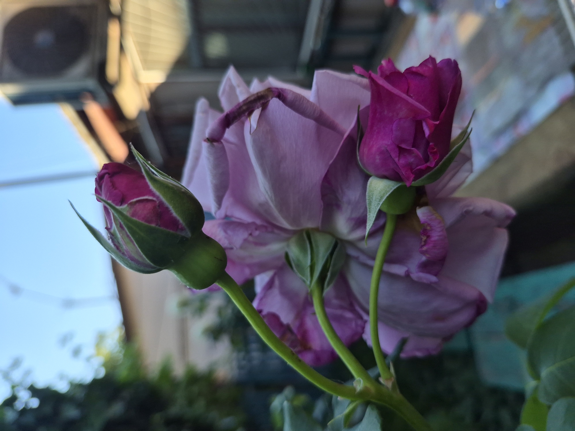 This is a close-up, low-angle shot of several rose buds and a partially bloomed rose flower against a blurred background. Two vibrant magenta rose buds are prominently featured in the foreground, one to the left and another to the right of a large, pale pink or lavender rose. The rose buds are tightly furled, with their green sepals visible. The partially bloomed rose displays delicate, ruffled petals in soft hues of pink and lavender, with some petals showing signs of wilting. The stems are green and appear somewhat fuzzy.
The background is out of focus, suggesting the photo was taken with a shallow depth of field. Elements visible in the background include greenery, a structure that might be part of a building with a metallic surface or vent on the upper left, and a bright blue sky. The lighting suggests it is daytime, possibly late afternoon or early morning due to the soft light. The overall mood is natural and serene, focusing on the beauty and fragility of the flowers. There is no visible text in the image.