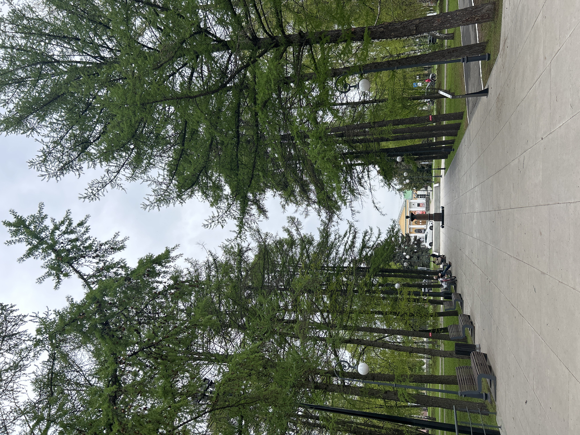 The image shows a pathway in Izhevsk, Russia lined with tall, thin trees with green foliage. The sky is overcast. Along the path are benches and lampposts with spherical lights. A person is sitting on one of the benches. Cars and buildings are visible in the background. The walkway is made of light-colored concrete slabs. The image appears to be taken from a low angle, looking upwards towards the trees.