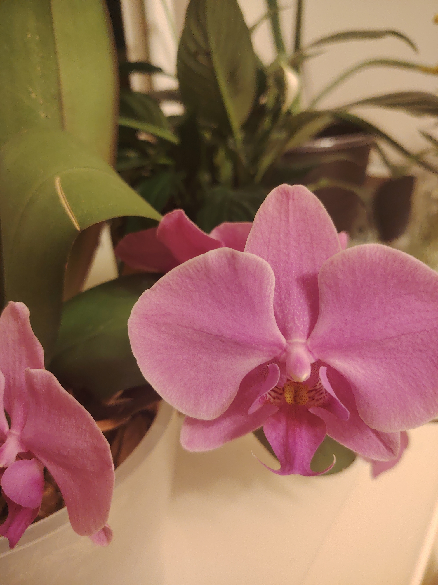 A close-up photograph displays a pink orchid in full bloom, set against a backdrop of green foliage and a blurred, light-colored background. The orchid's petals are a soft, vibrant pink, with delicate veining visible. The center of the flower reveals intricate details of its reproductive parts, including yellow stamens. To the left, another partial orchid bloom is visible, also a soft pink. The lighting is warm and gentle, highlighting the delicate textures of the petals. The overall scene evokes a sense of natural beauty and tranquility. The image was captured in Konakovo, Russia.