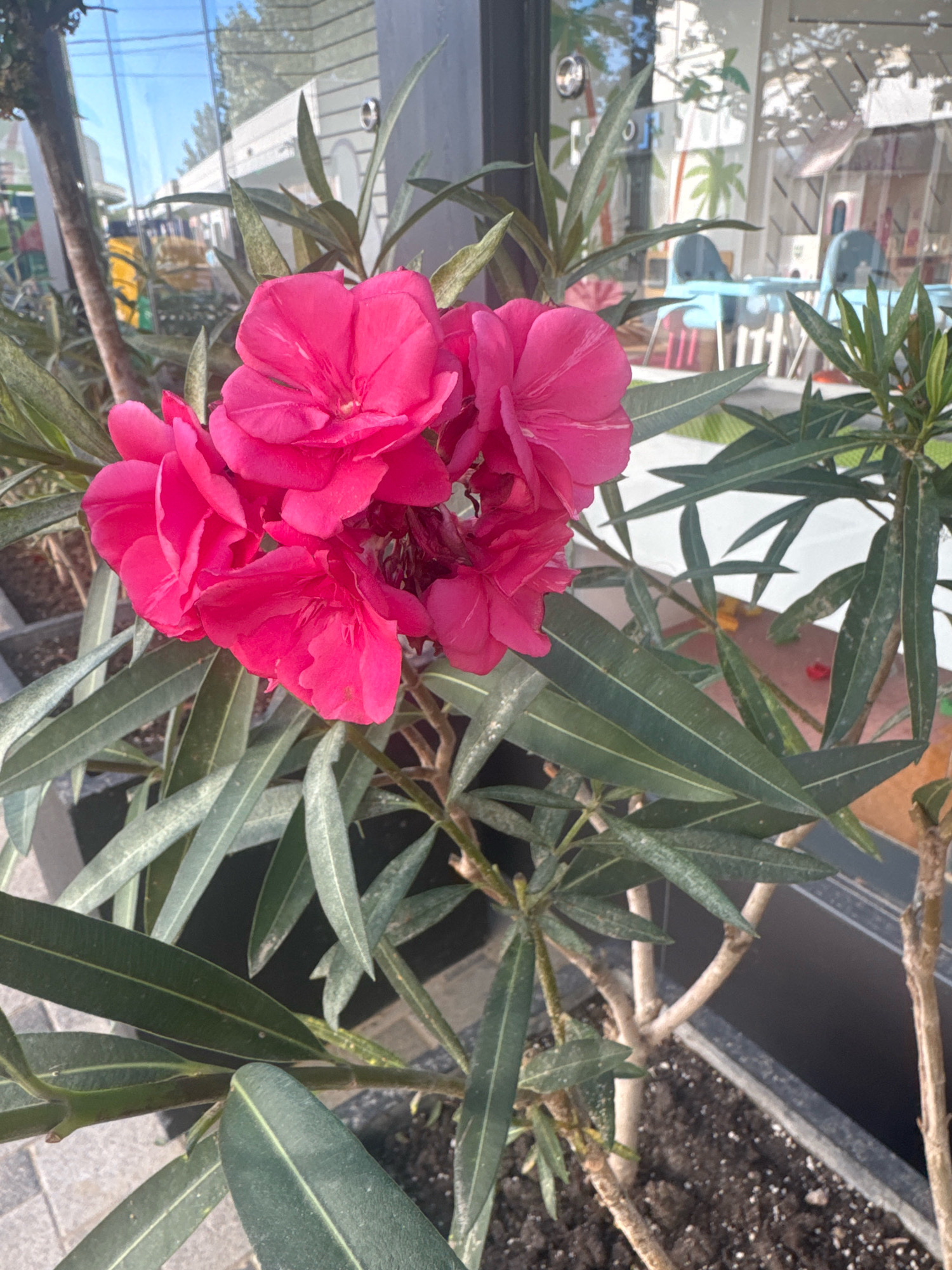 The image shows a close-up of a bright pink oleander flower with long, dark green leaves. The flower is in the foreground, with the blurred background showing reflections in a window of what appears to be an outdoor seating area with tables and chairs. Some palm tree imagery is visible on the glass. The setting suggests an urban environment, potentially a cafe or restaurant. Given the information that the image is from Anapa, Russia, this scene could be located on a promenade or street in the city, where such flowering plants are common in decorative planters. The lighting indicates it is daytime.