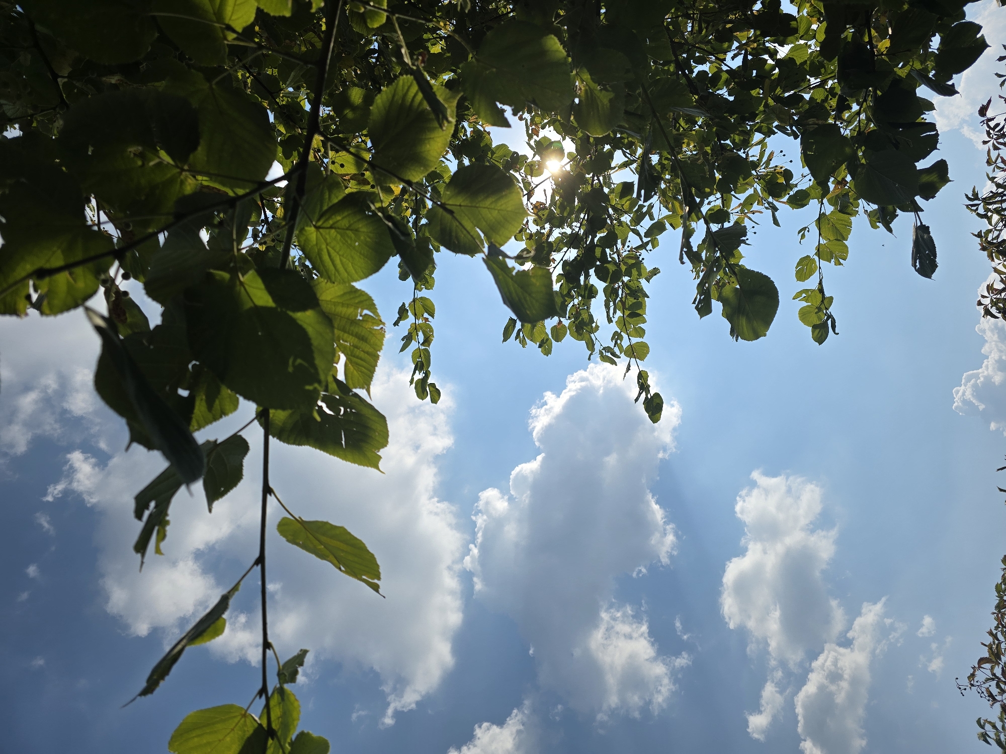 This is a photograph taken from a low angle, looking up towards a bright blue sky with scattered white clouds. Lush green leaves and branches of a tree fill the right and upper portions of the frame, silhouetted against the sky. Sunlight filters through the leaves, creating a lens flare effect in the center of the image. The bottom of the frame shows more foliage, some of which appears to be darker and possibly a different plant species. The scene appears to be outdoors in a natural setting, likely a park or garden within Sofiivska Borshchahivka, Ukraine, given the context. There are no people or animals visible in the image. The overall impression is one of a sunny day with the sun partially obscured by tree leaves.