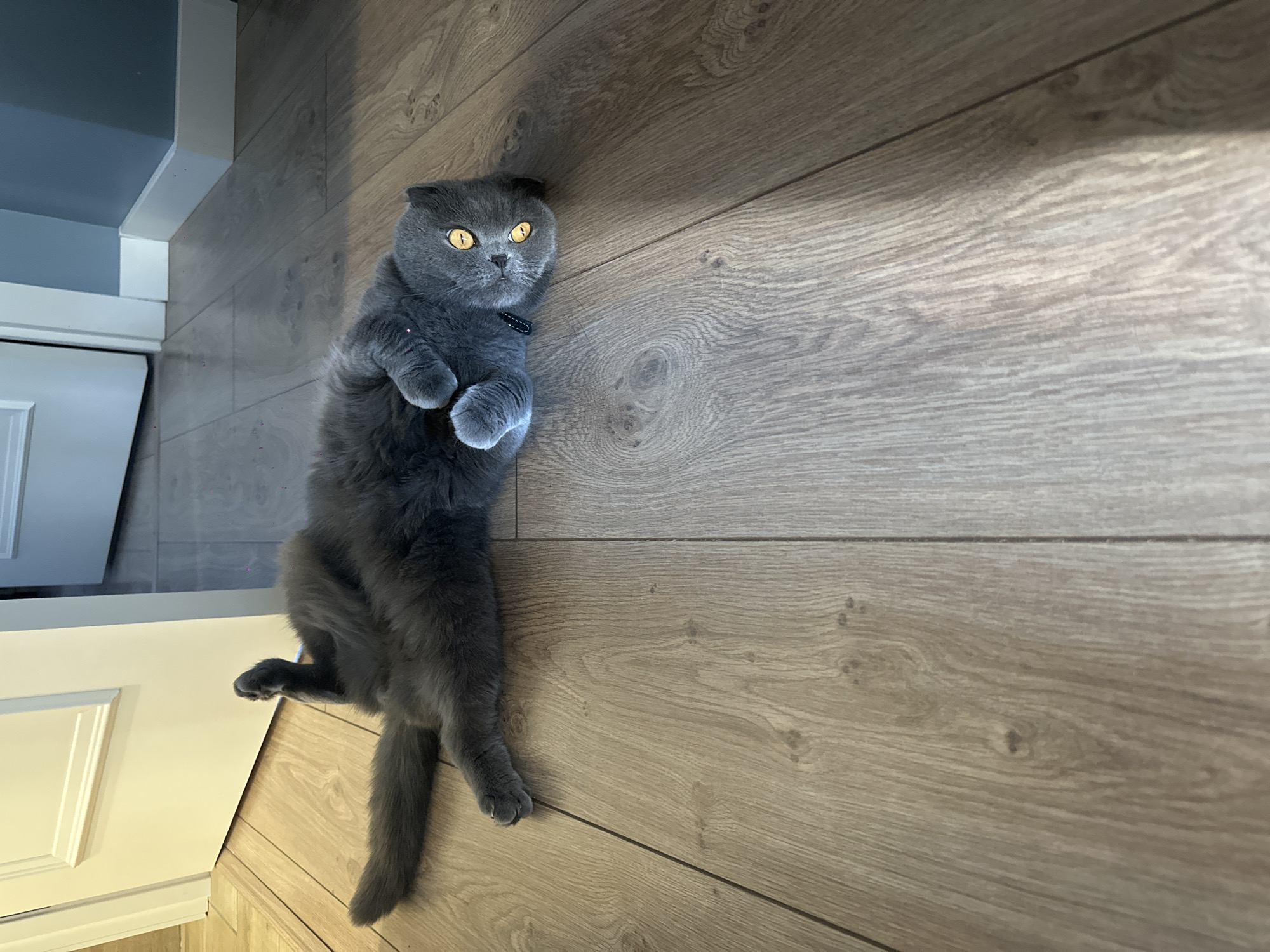 A gray Scottish Fold cat lies on its back on a light brown wooden floor. The cat is wearing a black collar. The cat's paws are curled up near its chest. Part of a white cabinet is visible in the upper left corner of the frame. The location is not discernible from the image.