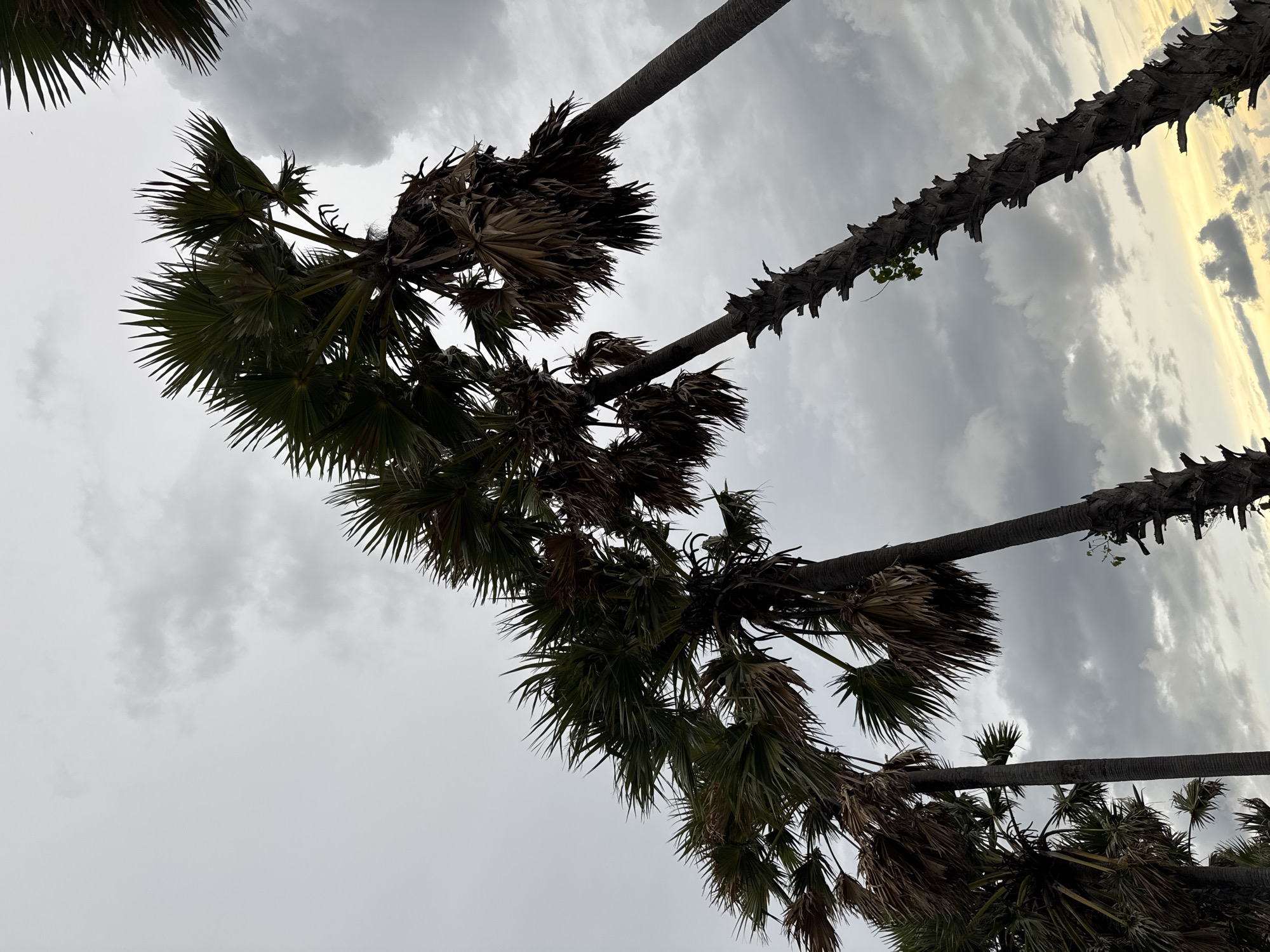 The image depicts a cluster of palm trees against a cloudy sky. The palm fronds, both green and dry, are prominent, with some appearing weathered and partially dried out. The trunks of the palm trees are visible, characterized by their rough, segmented texture. The sky is overcast with dramatic, dark clouds, but a sliver of pale yellow light breaks through on the right side, suggesting a potential sunset or sunrise. The composition is from a low angle, looking upwards at the trees and sky. The overall mood is somewhat somber due to the cloudy conditions, yet the light breaking through hints at a dynamic weather moment. There is no visible text in the image. This scene is characteristic of a tropical location like Rawai, Thailand, where such vegetation is common and weather patterns can be dramatic.