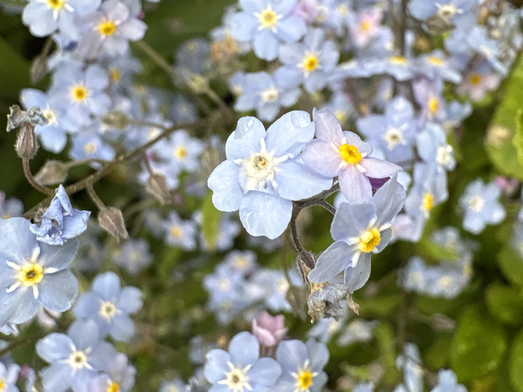 The image shows a close-up of a cluster of light blue and lavender forget-me-not flowers with yellow centers. The background is a blurred mix of green foliage and more flowers, suggesting an outdoor garden setting. There is no indication of the location being Ленинградская, Russia or any other specific city.