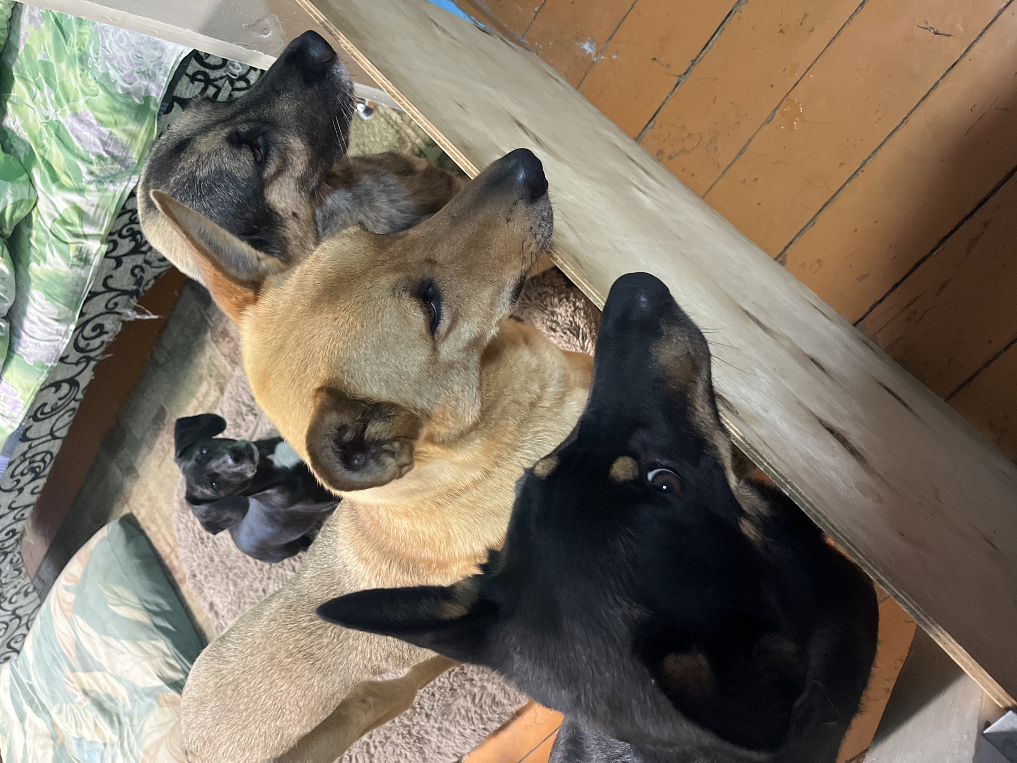This image depicts four dogs indoors, arranged in a close-up shot. In the foreground, a black dog with brown markings is partially visible, its head angled towards the right. Behind it, a medium-sized tan dog with its head turned to the right is the most prominent subject. To the right of the tan dog, a larger German Shepherd-type dog also faces right. In the background, a small black and tan dog sits facing forward, with its ears perked up. The dogs appear to be looking at something beyond the frame. The environment includes a wooden structure in the foreground, a carpeted floor with a brown rug, and bedding with a patterned green and white cover in the background. The lighting suggests an indoor setting, possibly a room in a residential building. The location is identified as Nizhny Tagil, Russia.