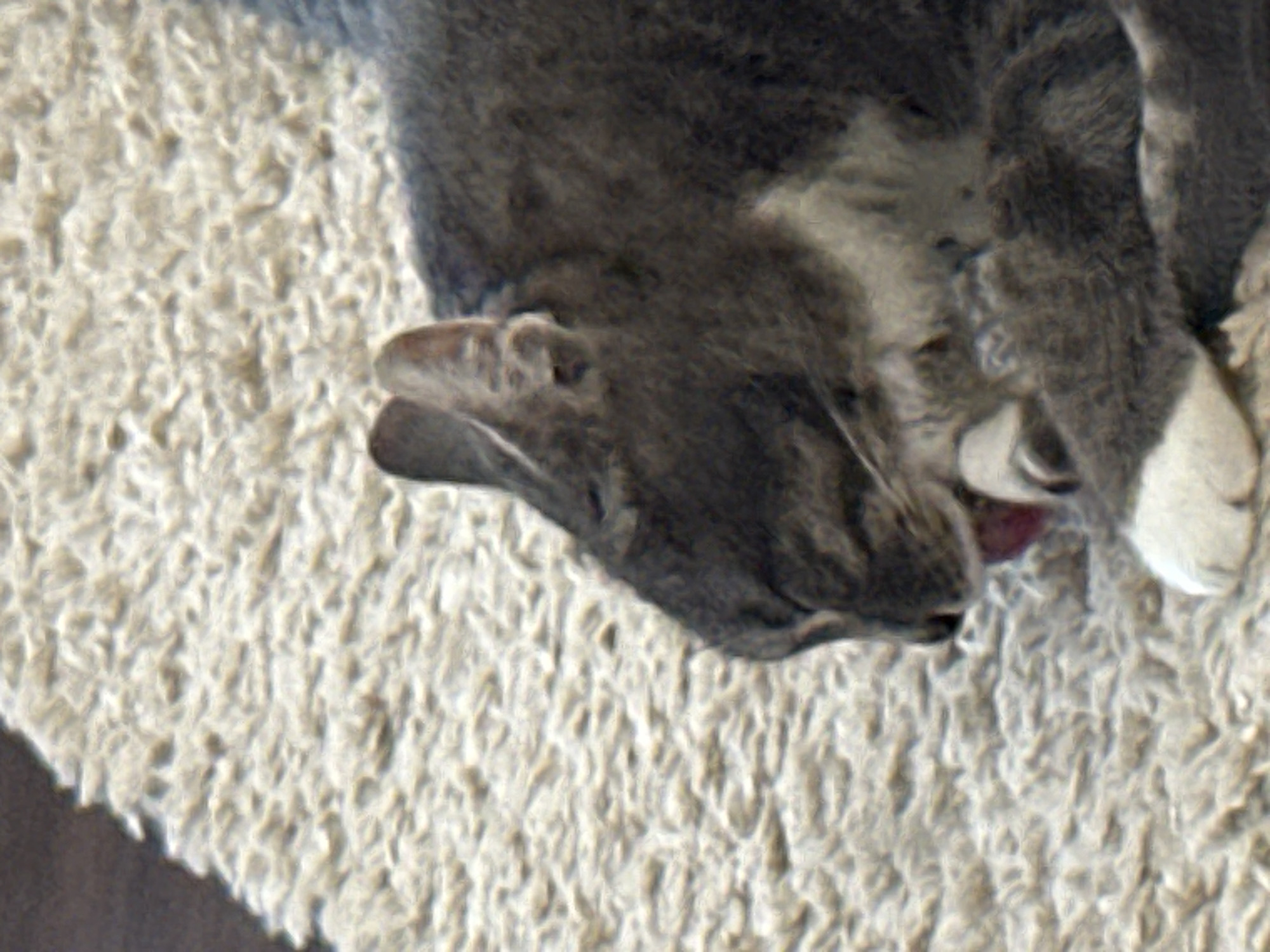 A grey and white cat is lying on a light-colored, fuzzy carpet, its body angled towards the right side of the frame. The cat's head is turned downwards, and it appears to be grooming itself or licking its paw. Its left paw is raised towards its face, and its tongue is visible. The background consists entirely of the textured carpet. There are no other discernible objects or individuals in the scene.