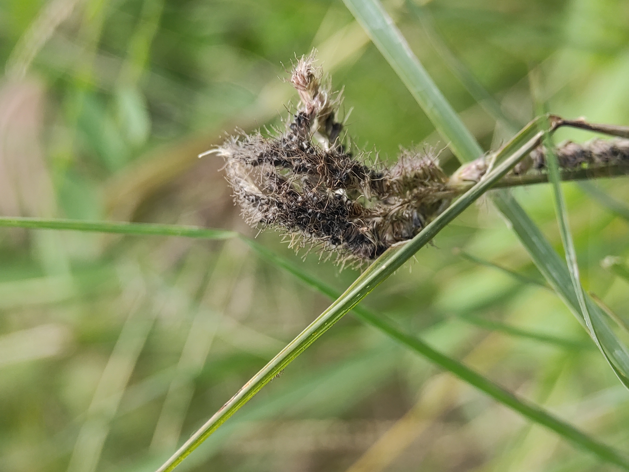 The image shows a close-up of a plant with a cluster of dried, brown flower heads amidst green blades of grass. The flower heads appear to be decaying or withered. The background is blurred, suggesting a natural outdoor setting. The specific location in Lhokseumawe, Indonesia, is not visually discernible from the image, as there are no distinguishing features or landmarks.