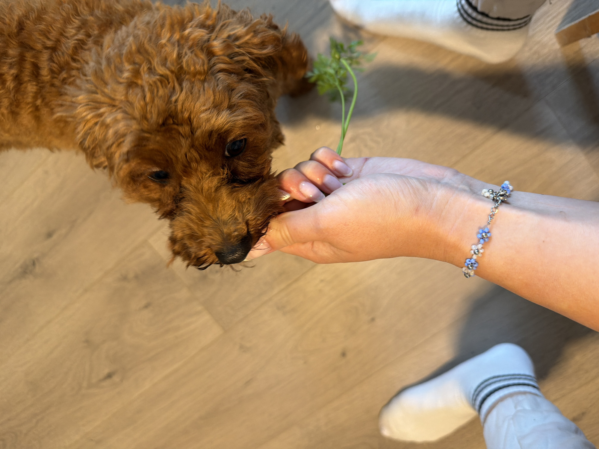 In an indoor setting with light-colored wooden flooring, a brown poodle is being hand-fed a sprig of green herbs by a person whose hand is visible, wearing a bracelet with blue and white beads. The poodle's snout is touching the herbs. The person is wearing white socks with black stripes. The scene does not provide any information related to the city of Noevtsi, Bulgaria.