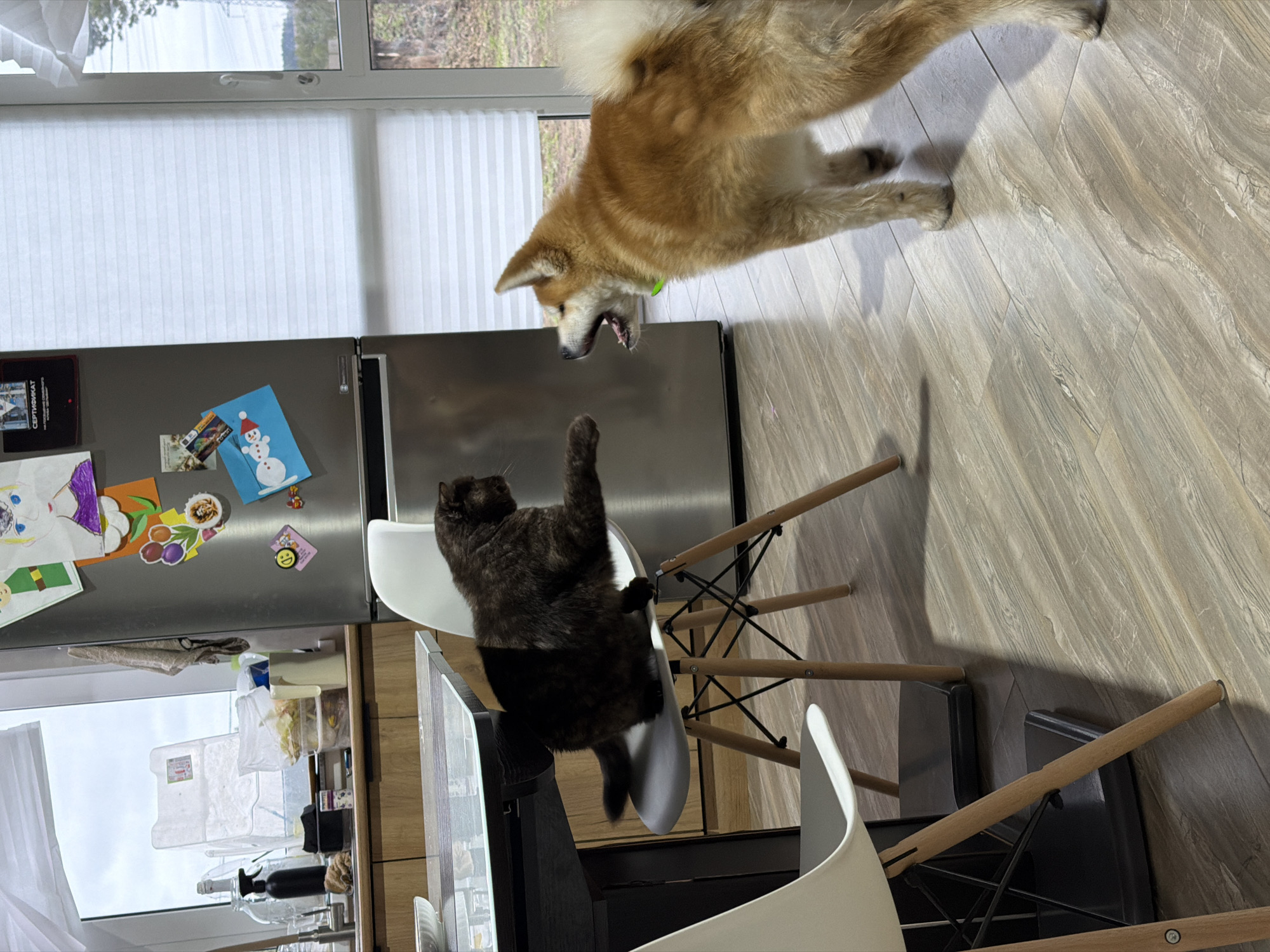 A medium shot depicts a cat on a chair in front of a refrigerator in what is likely a kitchen in Chaikovsky, Russia. The refrigerator has several drawings and a magnet attached. A tan and white dog is jumping toward the cat. A window with white blinds is visible behind the refrigerator. The floor is covered in light brown tiles. In the foreground, several white chairs are visible.