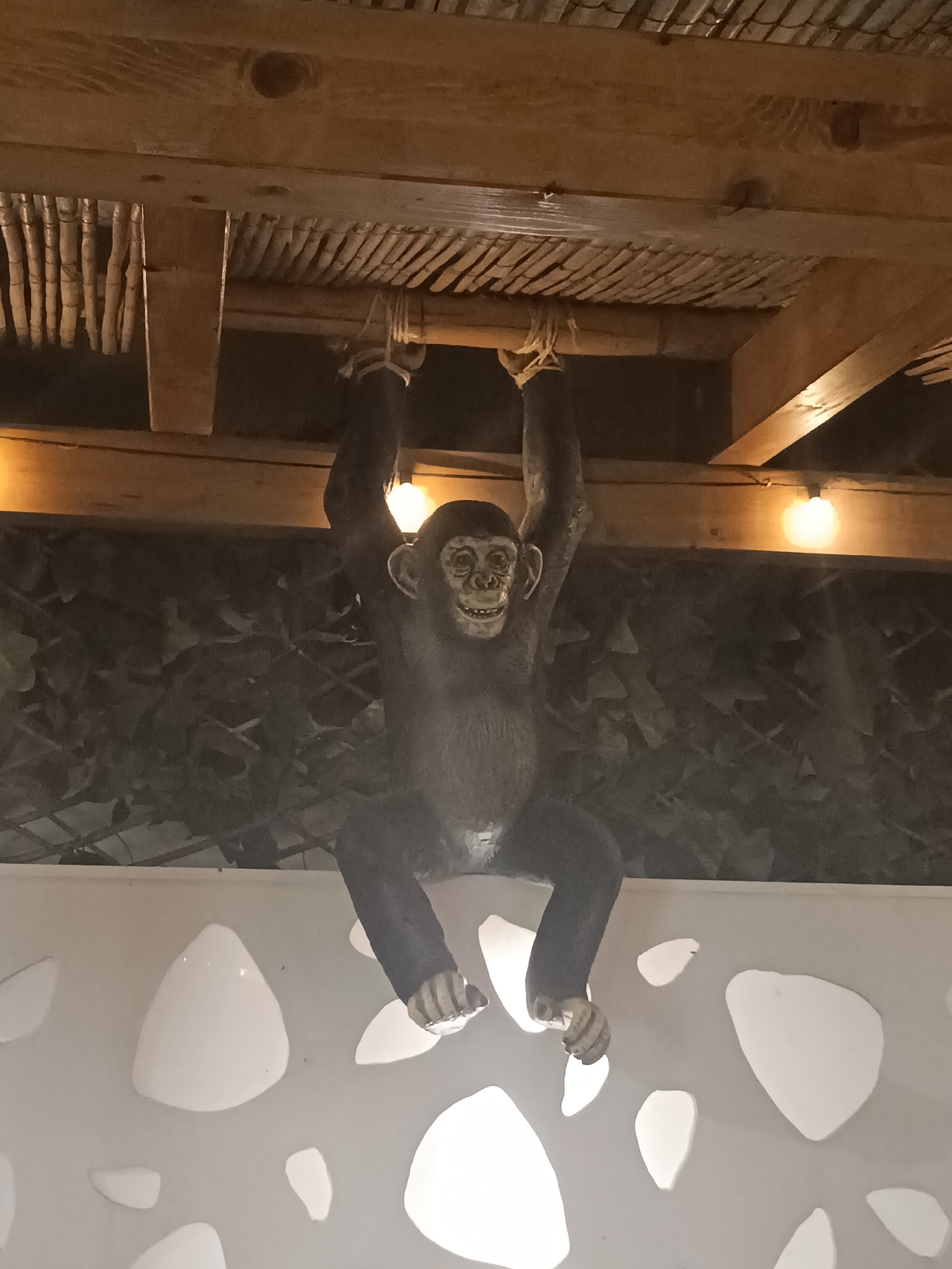 A chimpanzee statue hangs from a wooden beam by its arms, its legs dangling downwards. The statue is dark brown, with lighter brown facial features and hands. Its eyes are wide and it has a smile on its face, showing teeth. The background behind the chimpanzee consists of dark green foliage and several light bulbs. Below the chimpanzee is a white wall with several irregular white shapes protruding from it. The ceiling above the chimpanzee is made of wooden beams and bamboo-like material. The scene is likely an outdoor decorative element, possibly at a restaurant or resort.