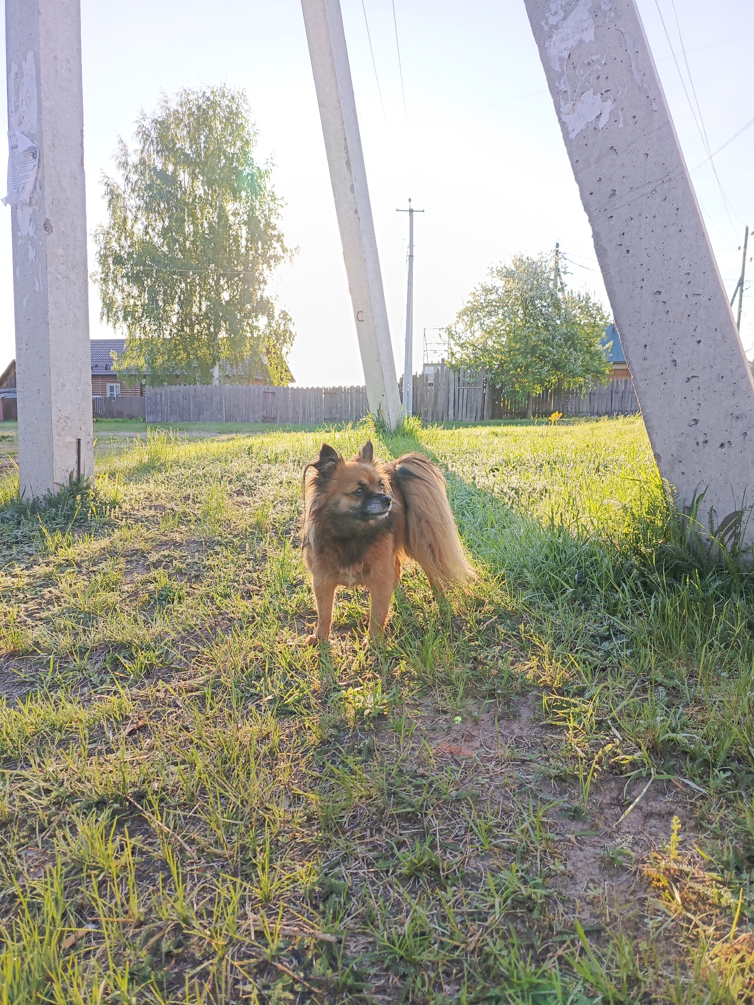 A medium-sized, brown dog with a bushy tail stands in a grassy field. Three concrete utility poles stand in the background. A wooden fence, a wooden house, and trees are in the background. The scene is bathed in sunlight. The location is Chaikovsky, Russia.