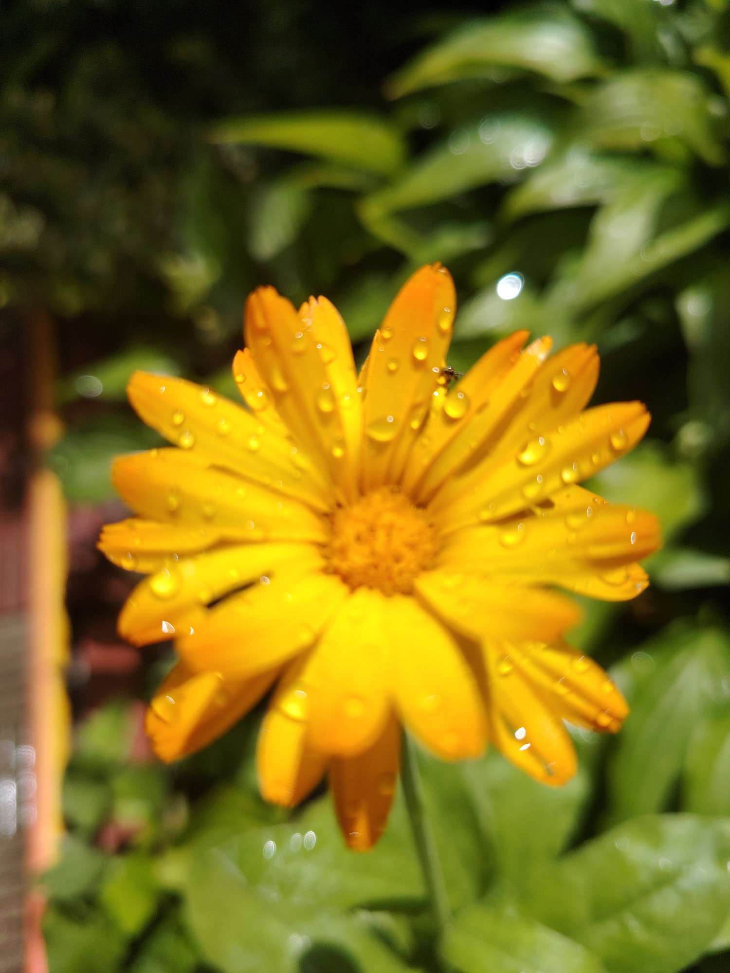 An extreme close-up shot focuses on a single bright yellow daisy-like flower with water droplets on its petals. The flower is positioned in the lower center of the frame, with its petals fanning outwards. A small black insect is visible on one of the petals. The background is a blur of green foliage and out-of-focus bokeh lights, suggesting an outdoor setting. The lighting indicates a sunny day. The exact location within Ukraine is unknown.