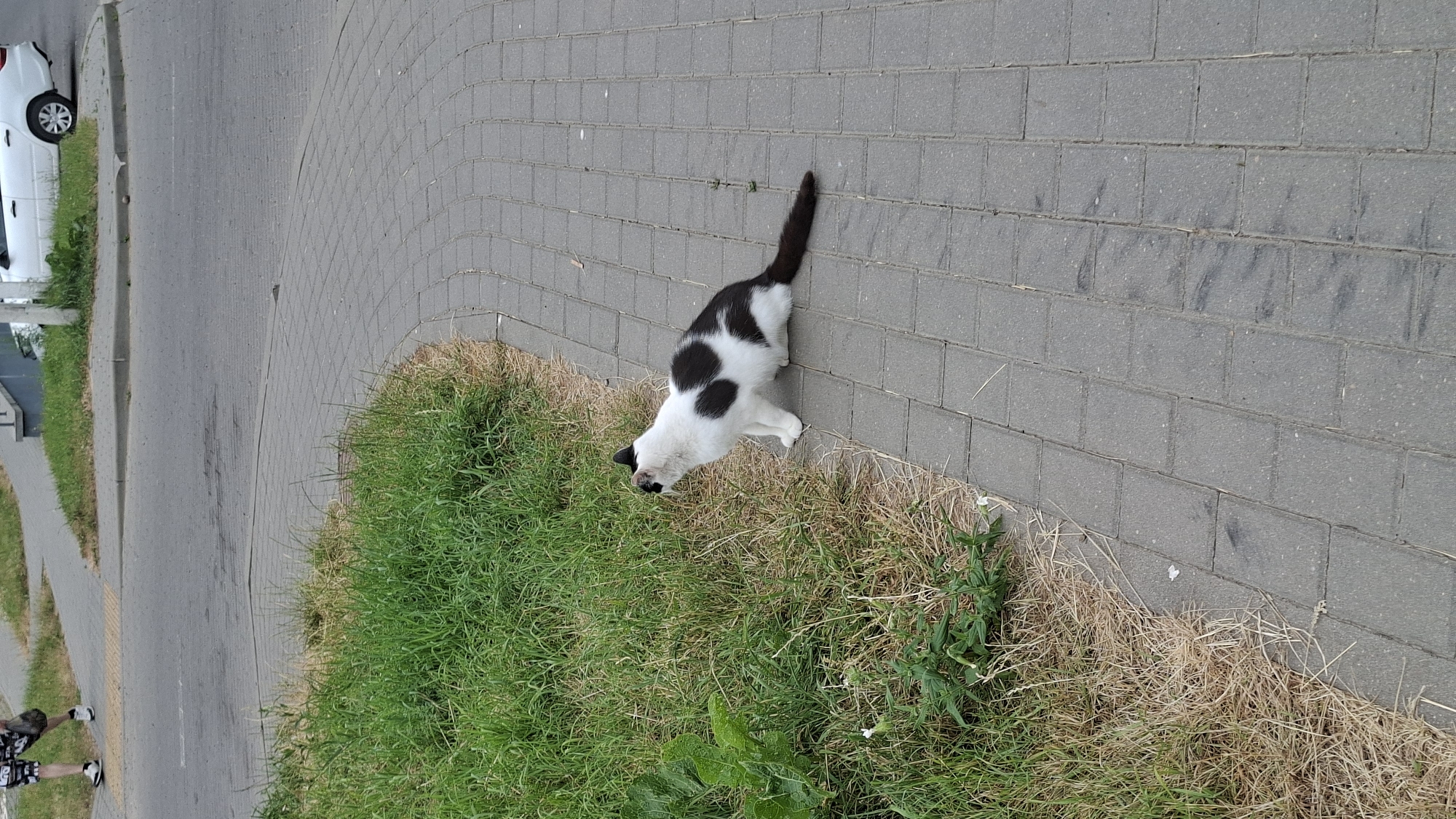 A black and white cat is sitting on a grey paved sidewalk next to a patch of green and dry grass. The cat is facing to the left, with its head tilted back as if looking up. The sidewalk is made of interlocking rectangular pavers. In the background, a white car is parked and a person in shorts is walking away from the camera on another paved area. The environment appears to be an urban or suburban setting.