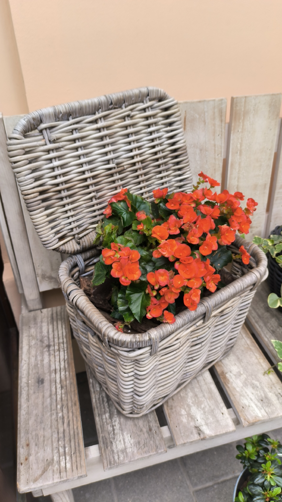 A close-up, eye-level shot features a wicker basket filled with vibrant orange begonia flowers and green foliage. The basket is placed on a weathered, light-colored wooden bench. The bench is positioned in front of a light peach-colored wall. The lid of the wicker basket is open and rests against the back of the bench. The scene is set outdoors, possibly in a garden or on a patio. There are no people visible in the image. The overall impression is one of natural beauty and rustic charm. This scene is likely located in a residential area or a public space within the city of Lviv, Ukraine, given the architectural context and common planting practices.