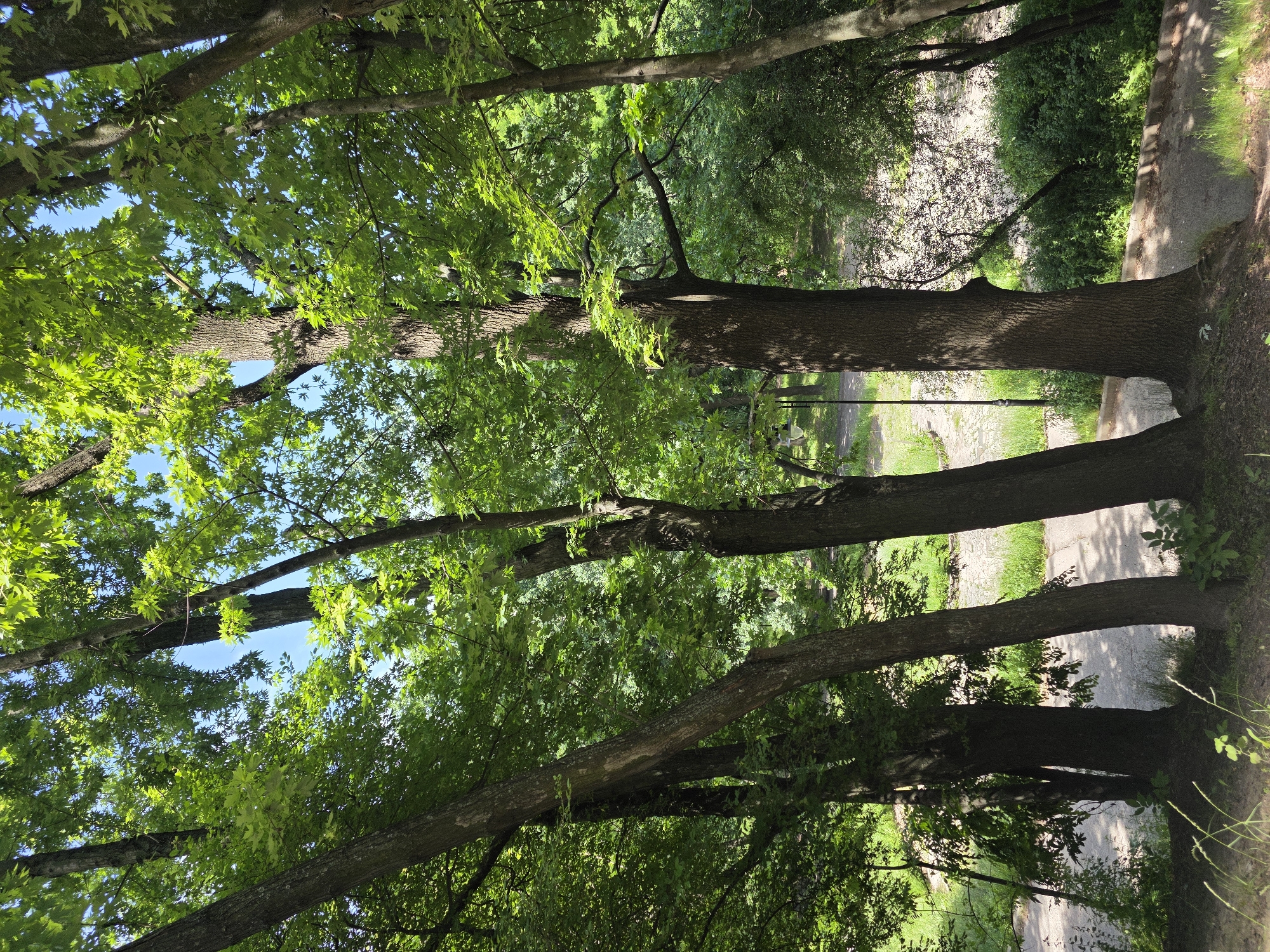 The image depicts a section of a park in Kyiv, Ukraine, featuring a dense canopy of lush green trees casting dappled shadows on a winding paved path. Several large tree trunks dominate the foreground, their bark textured and weathered. The path, appearing to be made of asphalt or a similar material, curves through the park, bordered by grassy verges and low-lying vegetation. In the background, more trees and foliage create a sense of depth and enclosure. The sky, visible through the branches, is a clear blue, suggesting a sunny day. There is a lamppost visible near the path in the mid-ground, indicating it is a public park area. No people are visible in the frame.
