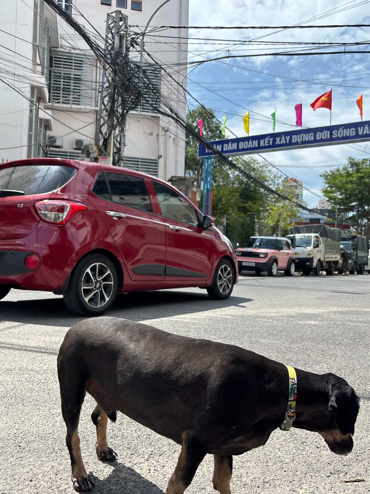A medium shot captures a street scene in Nha Trang, Vietnam, dominated by a dark-colored dog in the foreground, facing right and appearing to be sniffing the ground. Behind the dog, a red hatchback car is parked, and further down the street, a line of vehicles including a pink small SUV, a white utility truck, and a green cargo truck are visible. Overhead, a tangle of electrical wires crisscrosses the sky, and a banner with Vietnamese text and colorful flags is suspended between poles. Buildings line the street, one featuring air conditioning units and slatted windows. The sky is partly cloudy.